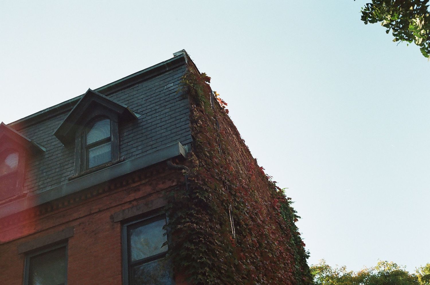 Ivy-covered red brick building corner with dormer window and slate roof against clear sky.