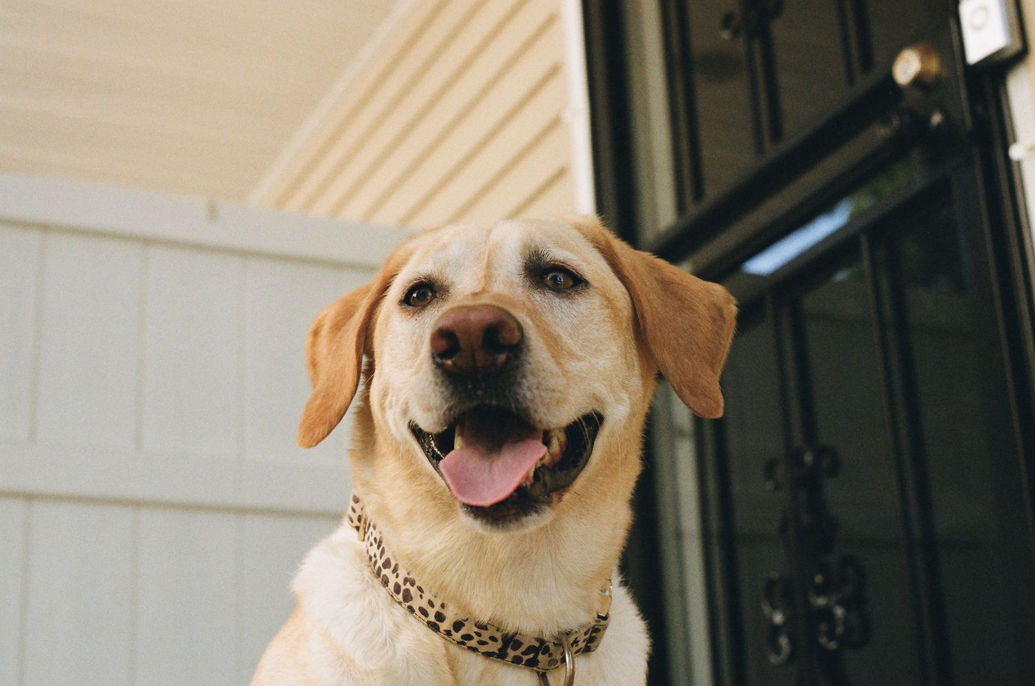 A happy yellow Labrador Retriever with tongue out wearing a leopard print collar standing near a front door.