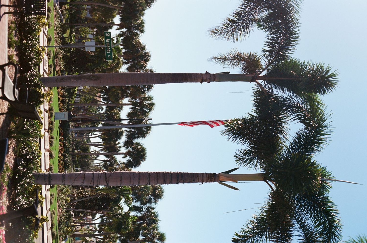 Tall royal palm trees framing an American flag in a tropical landscape setting.