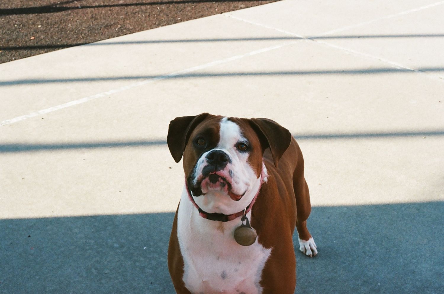 Brown and white Boxer dog sitting on pavement looking up with mouth open wearing a collar with tag.