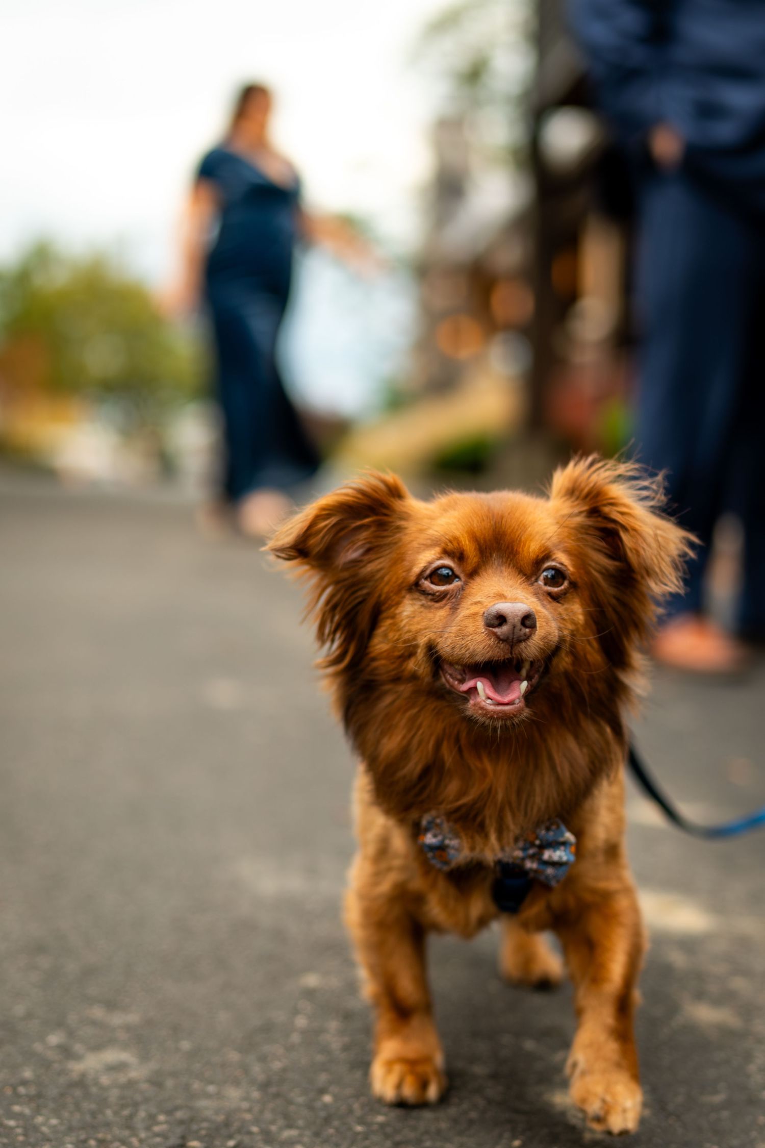 Adorable brown dog wearing a bow tie smiles at camera during outdoor fall wedding celebration.