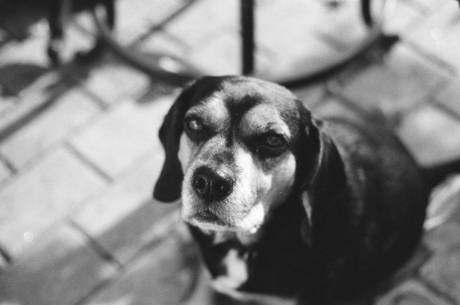 Close-up black and white portrait of an elderly beagle dog looking up at the camera.