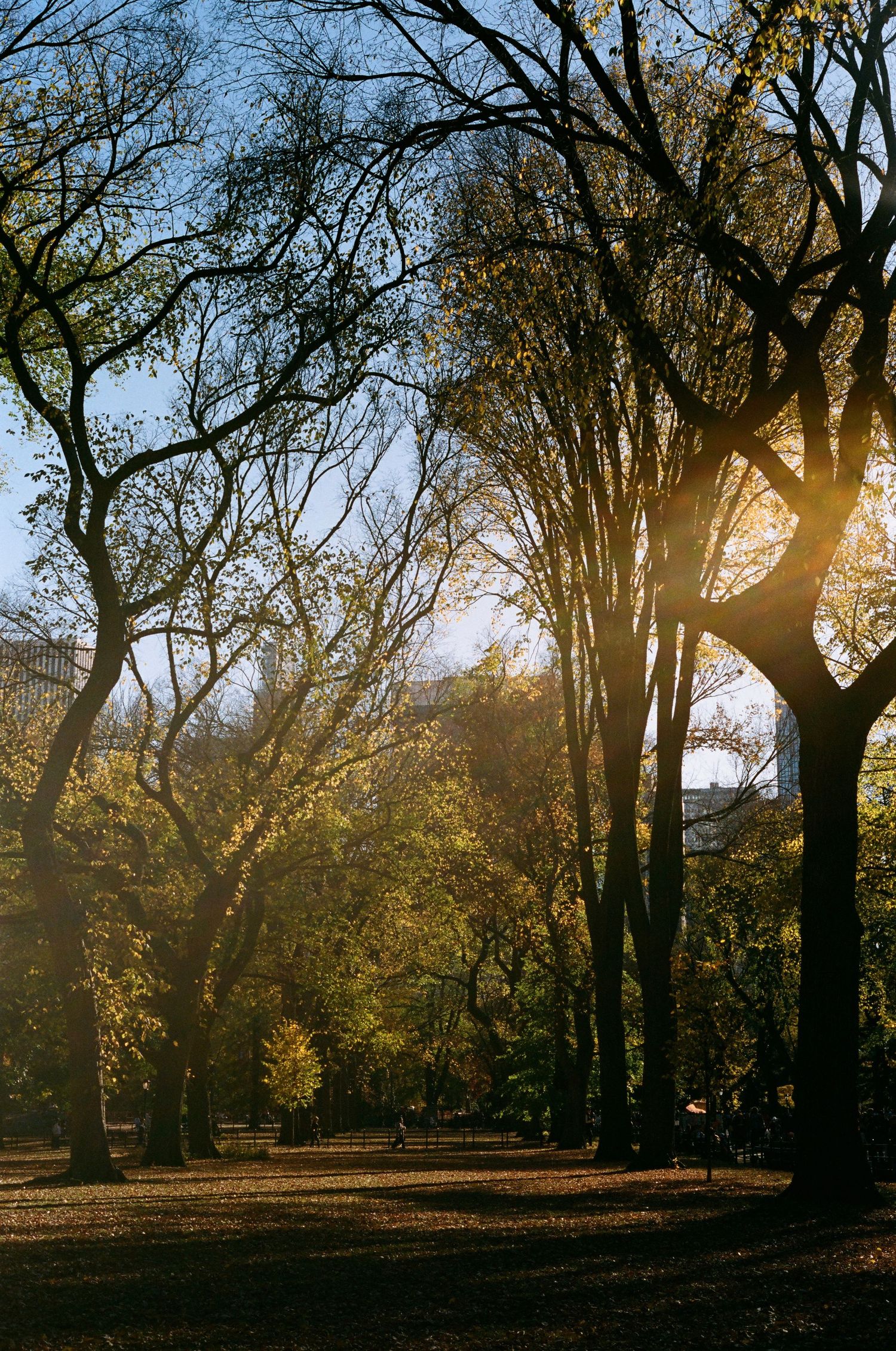 Golden autumn sunlight filters through bare trees in Central Park, New York City.