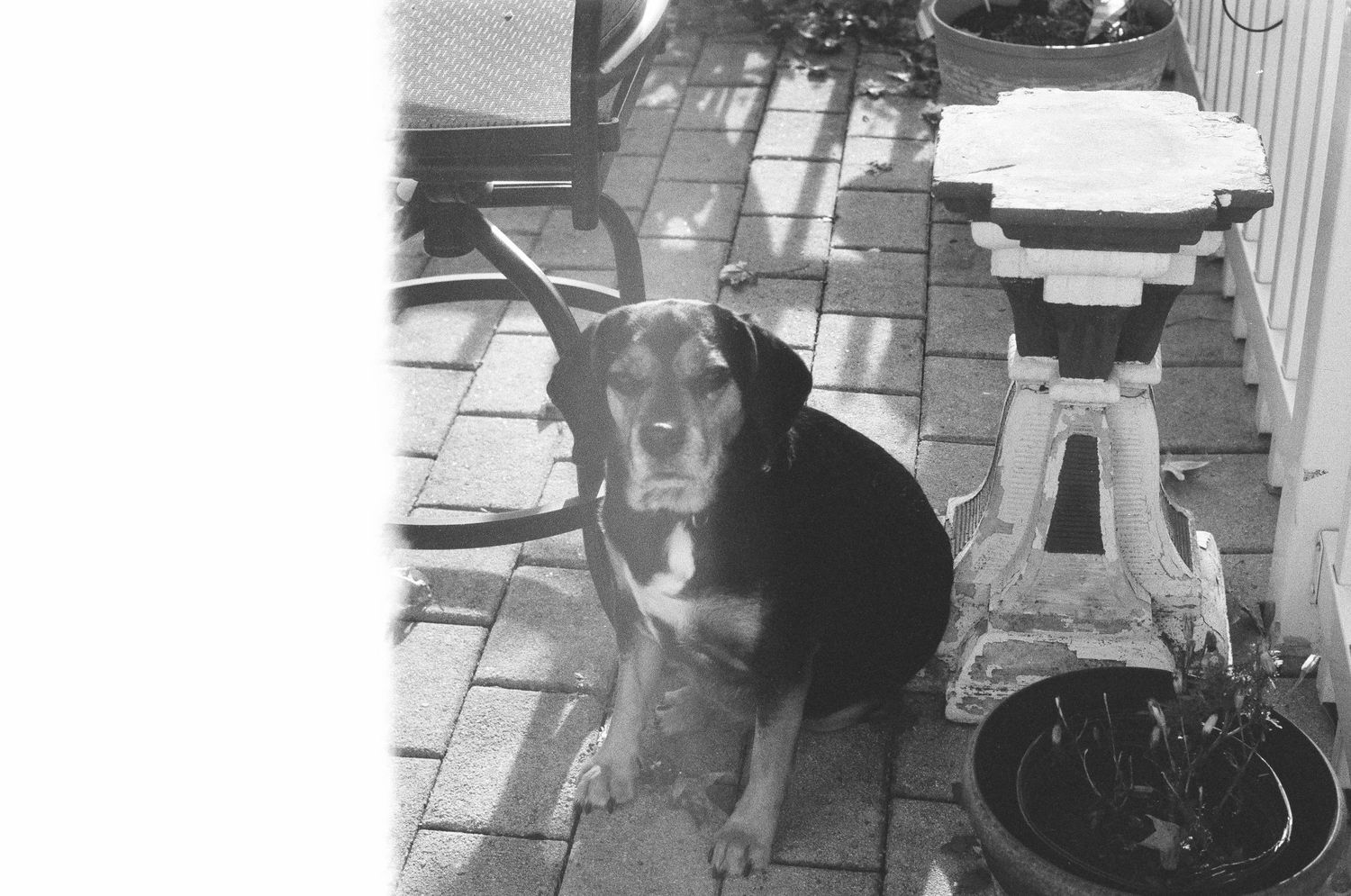 Black and white photo of a dark dog resting on a sunny brick patio next to potted plants.