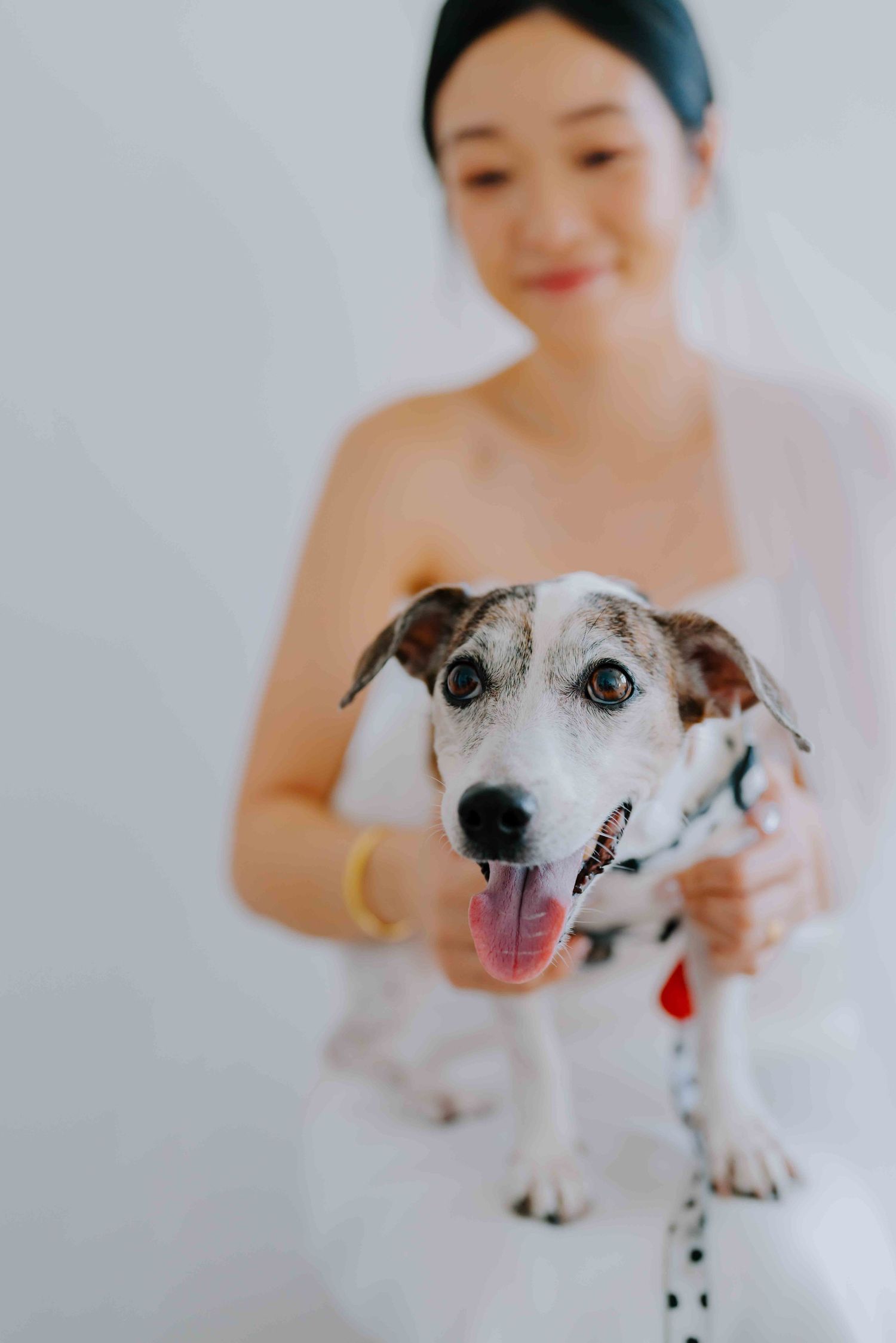 jack russell dog pet portrait