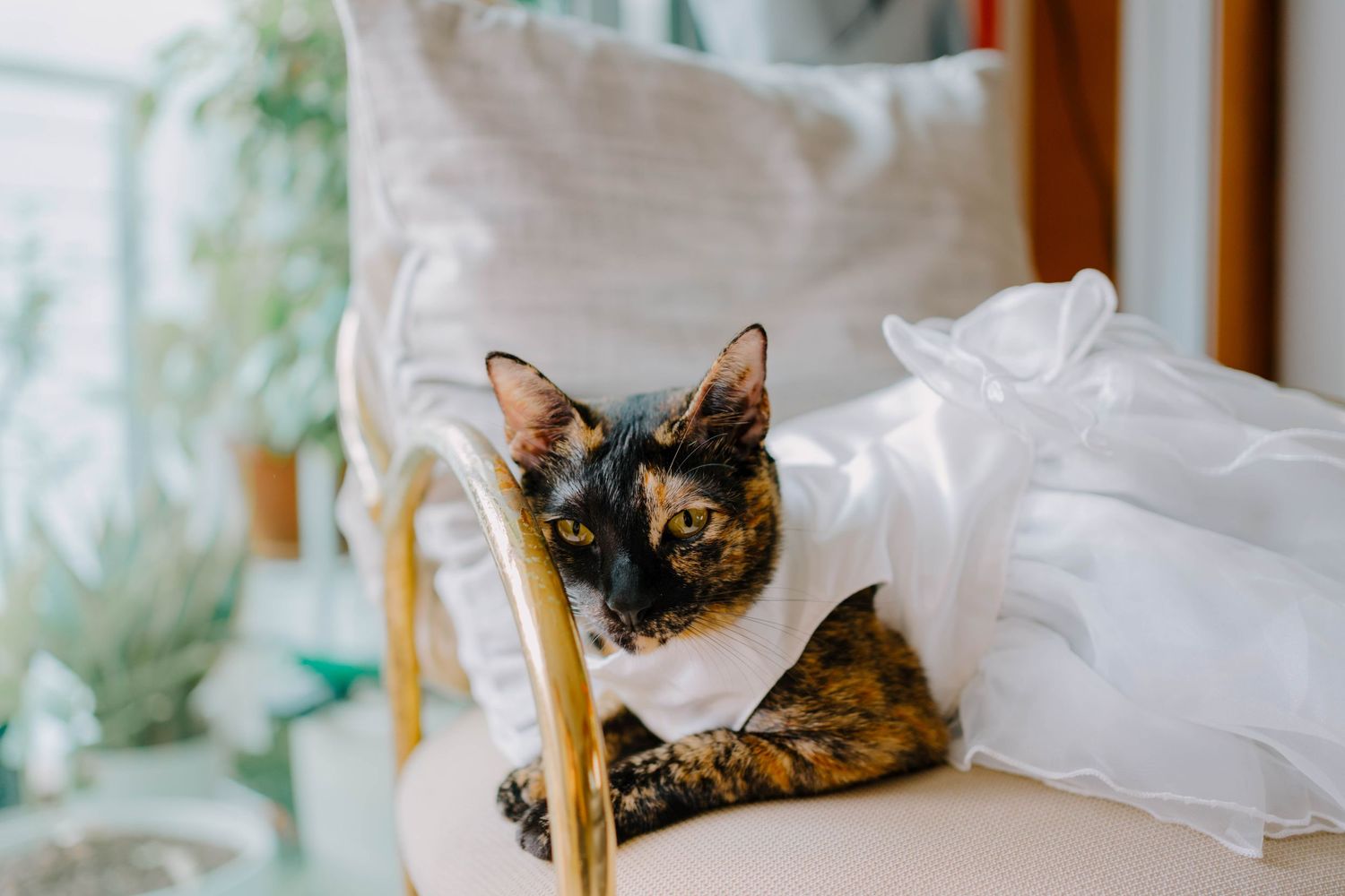cat wearing a gown for wedding day