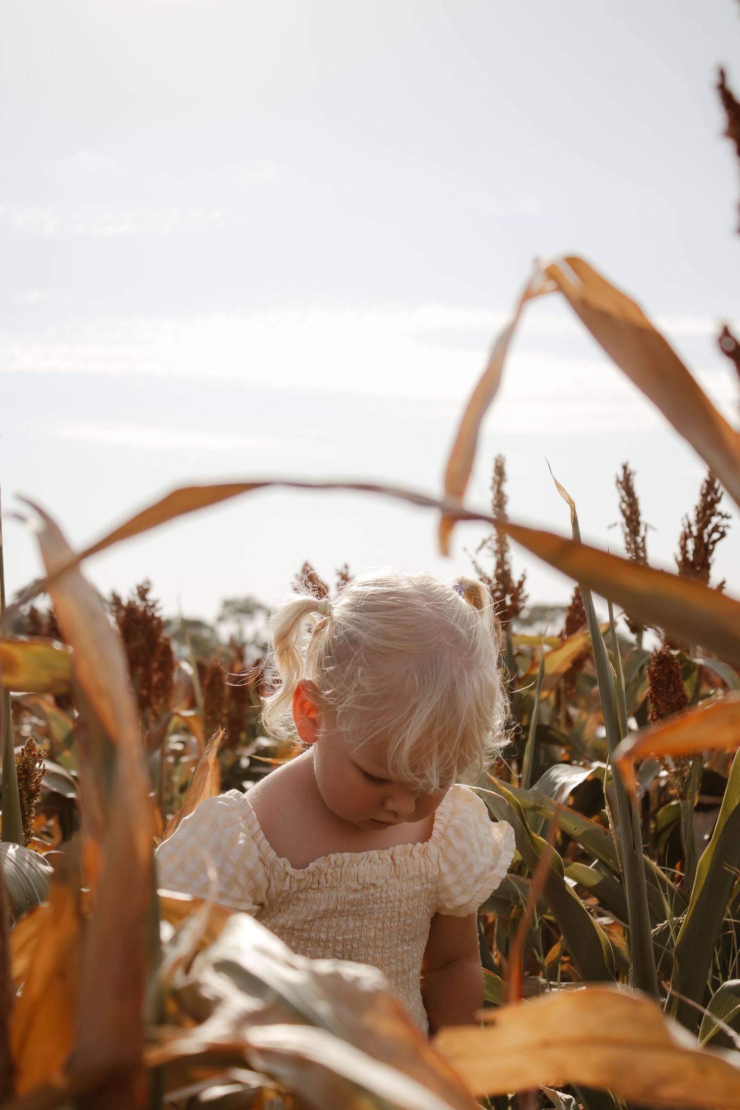 A small figure explores through tall stalks of corn or wheat in a golden-lit agricultural field.