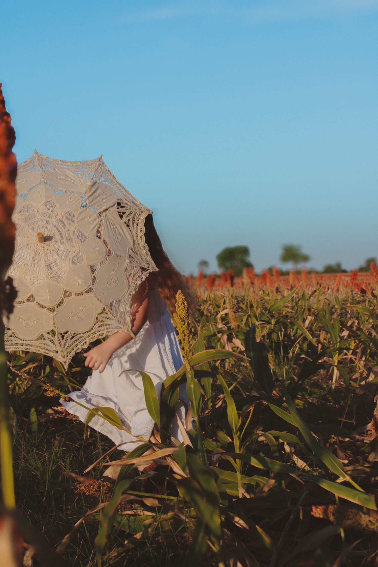 Cotton bolls open in a field at sunset with blue sky and green plants in the background.
