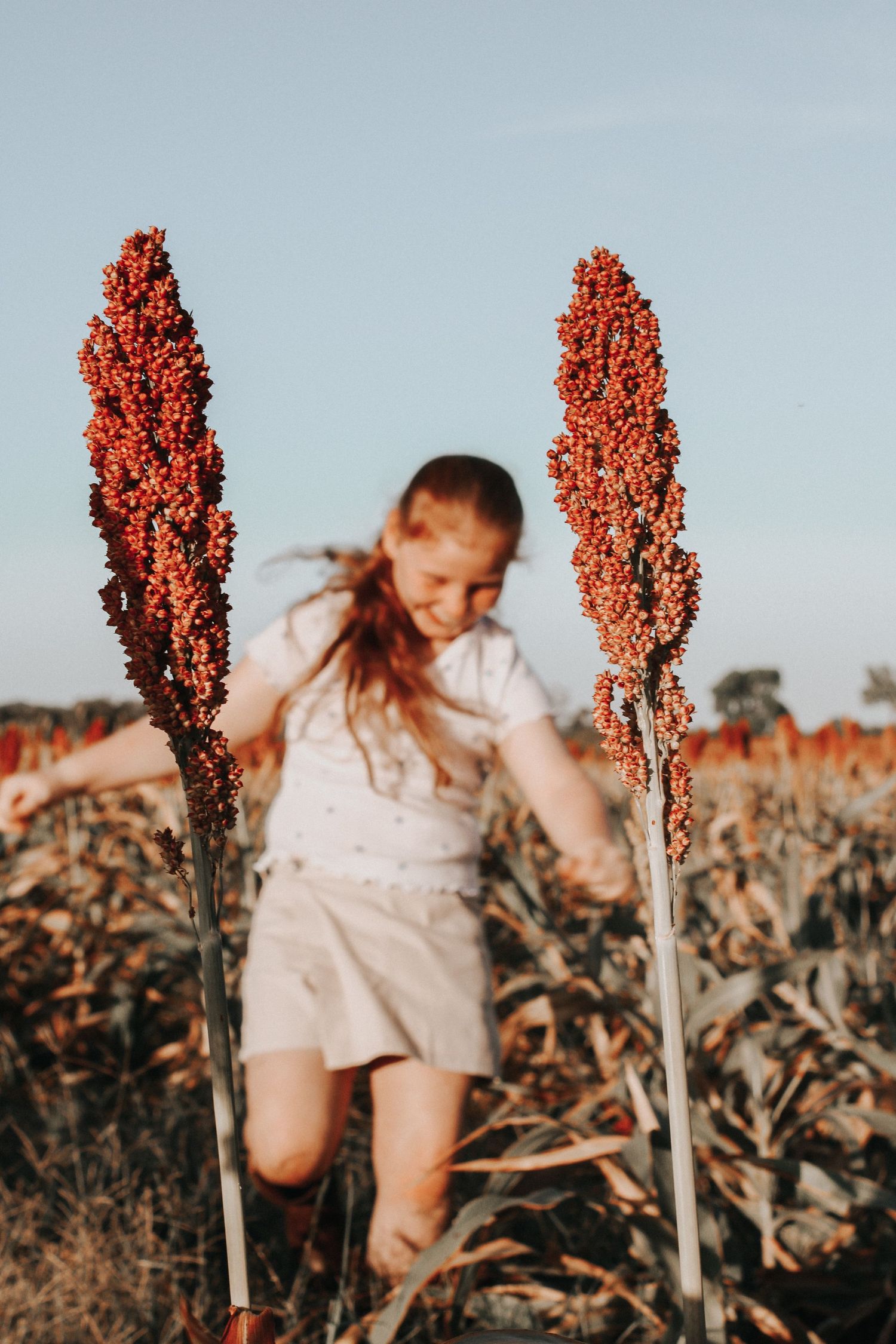 Dreamy artistic photo series in a field with tall red sorghum plants against a soft blue sky.