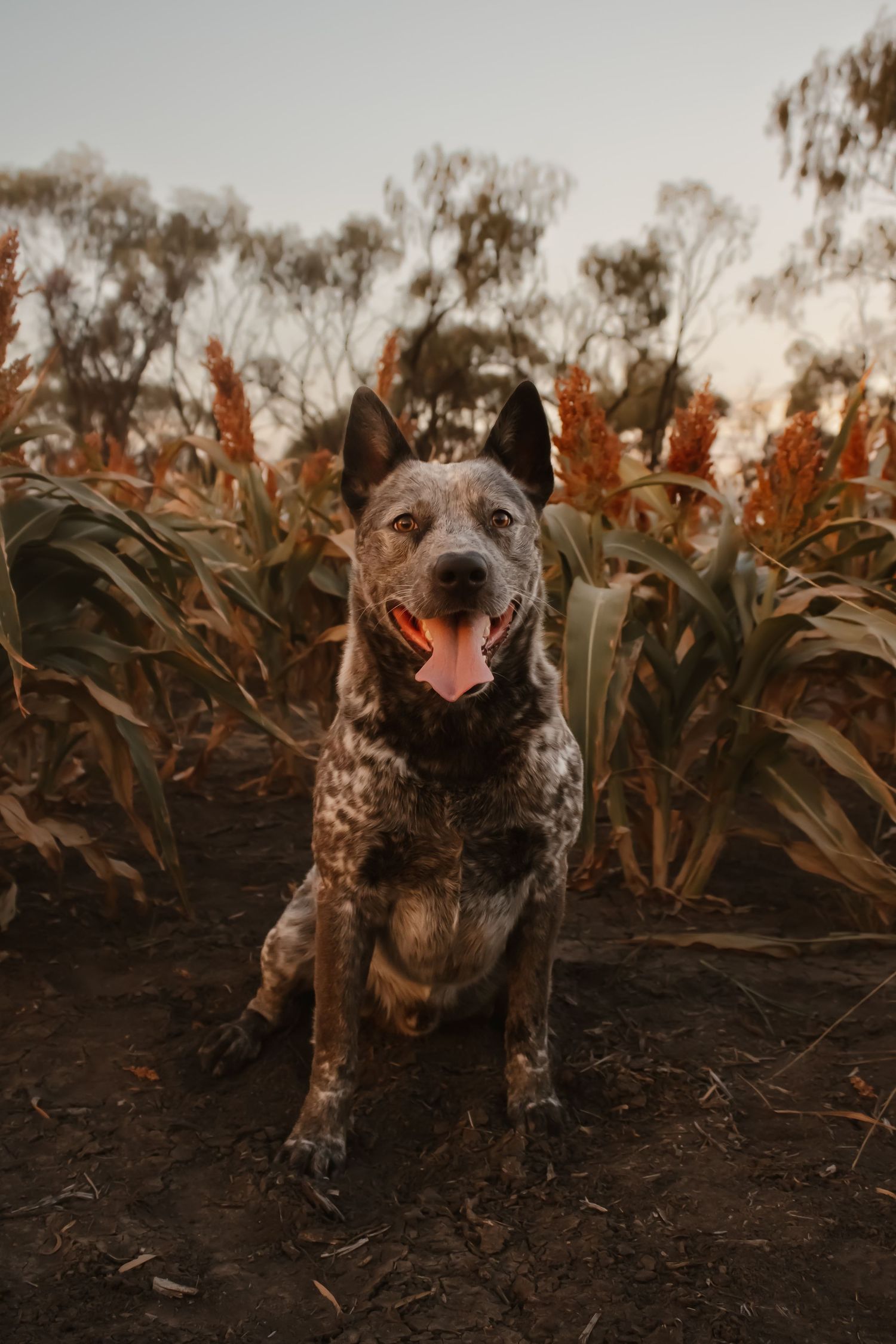 A spotted Australian Cattle Dog smiles playfully in front of brown corn stalks during golden hour.