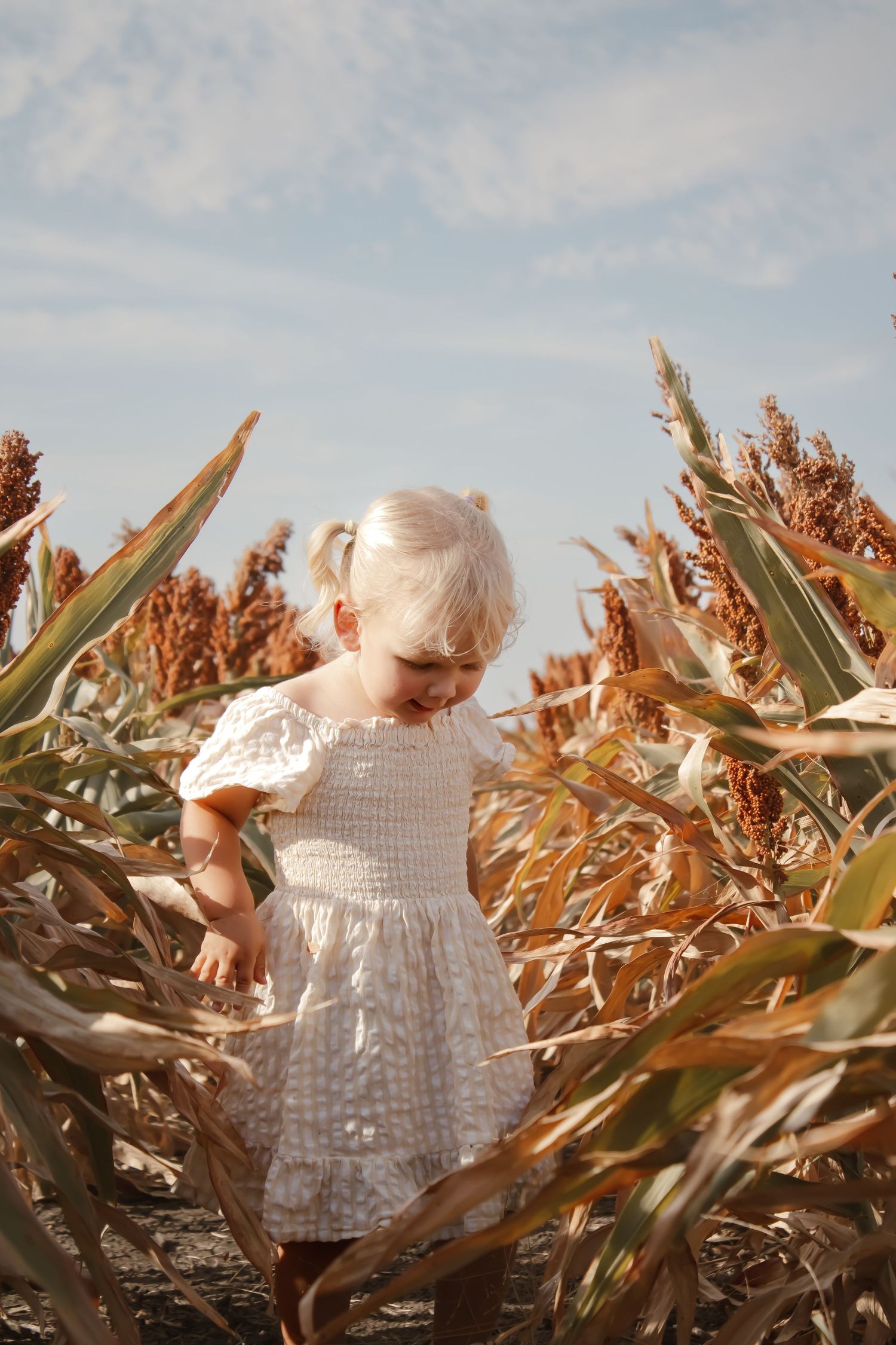 A small child in a white dress explores a golden cornfield at sunset with dried corn stalks in the background.