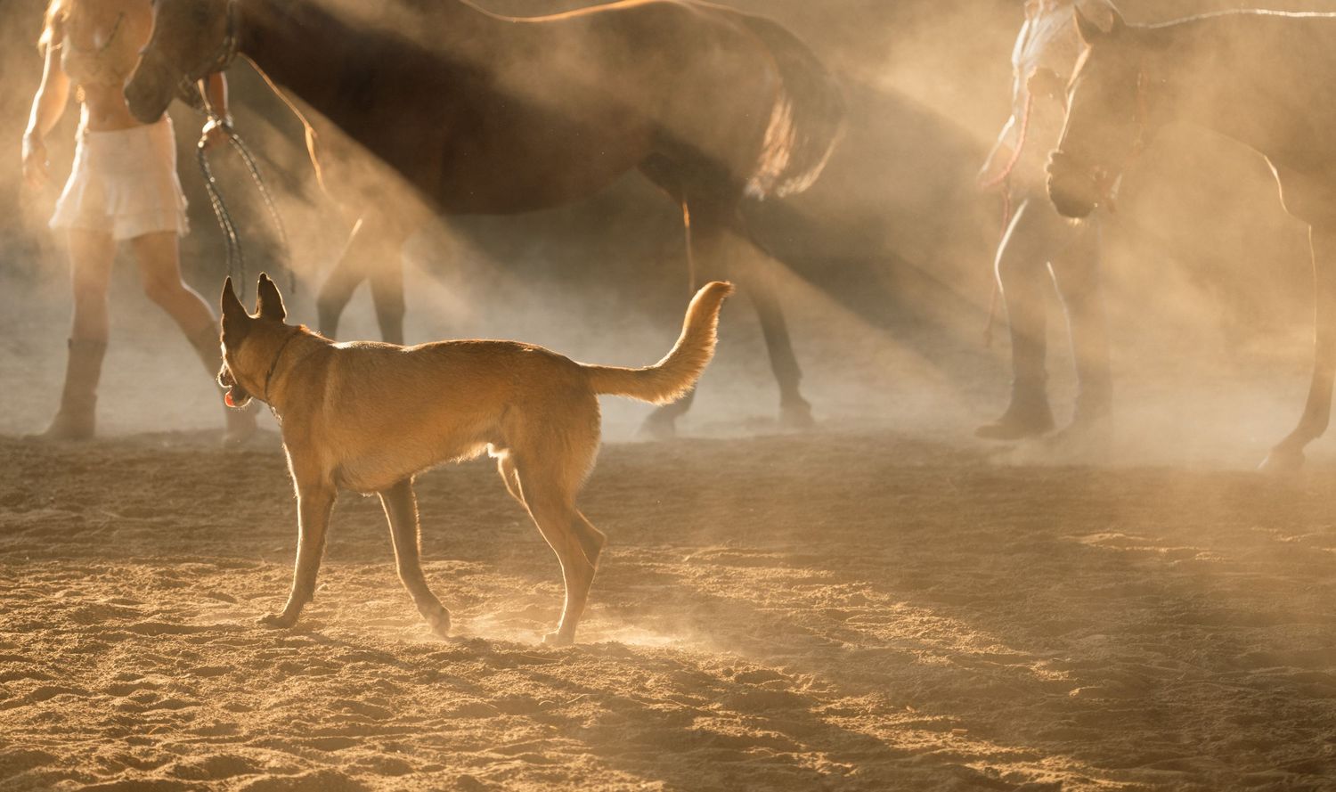 Horses kicking up dust in golden sunlight creating atmospheric scene.