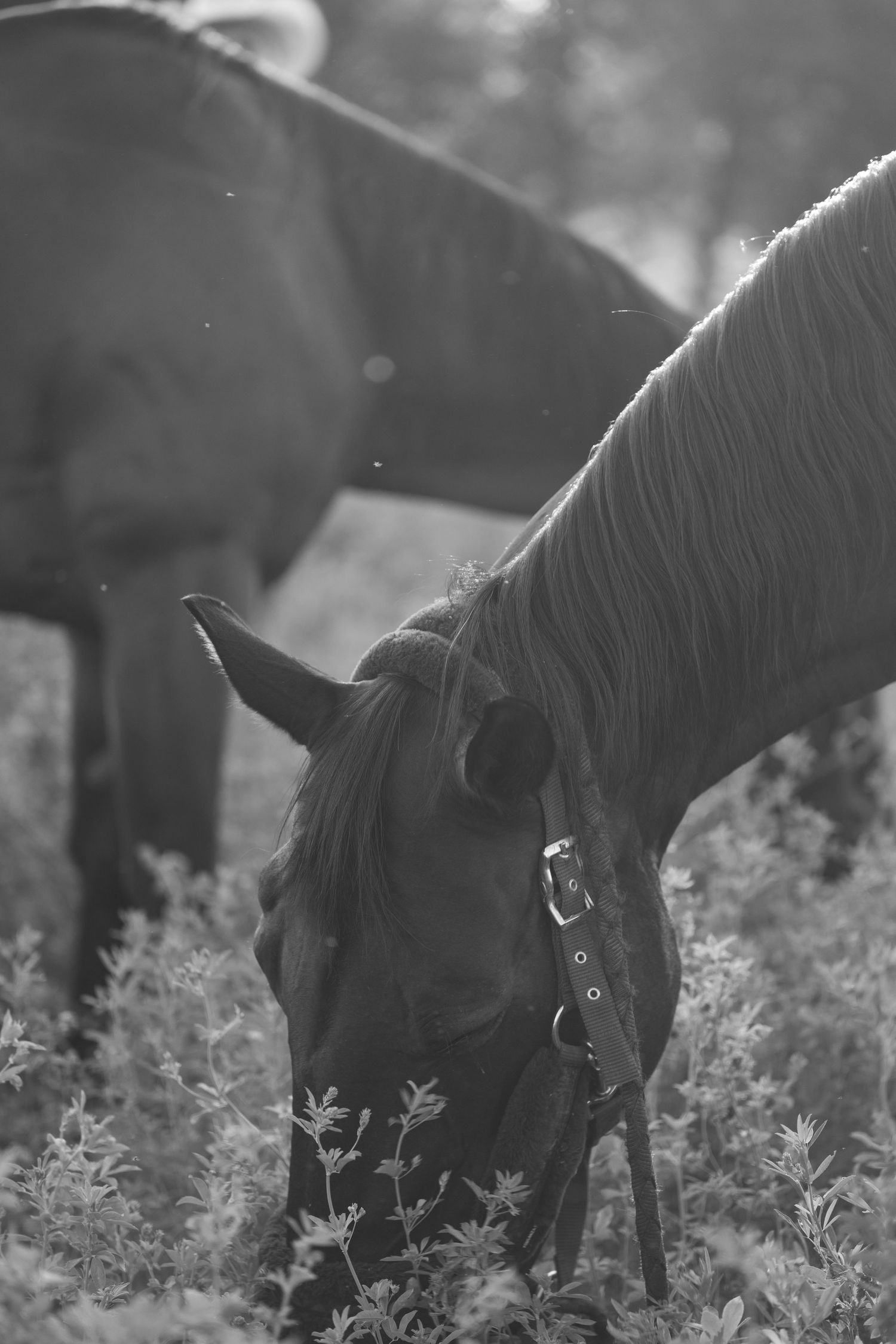 Black horses graze in a field of wildflowers during golden hour.