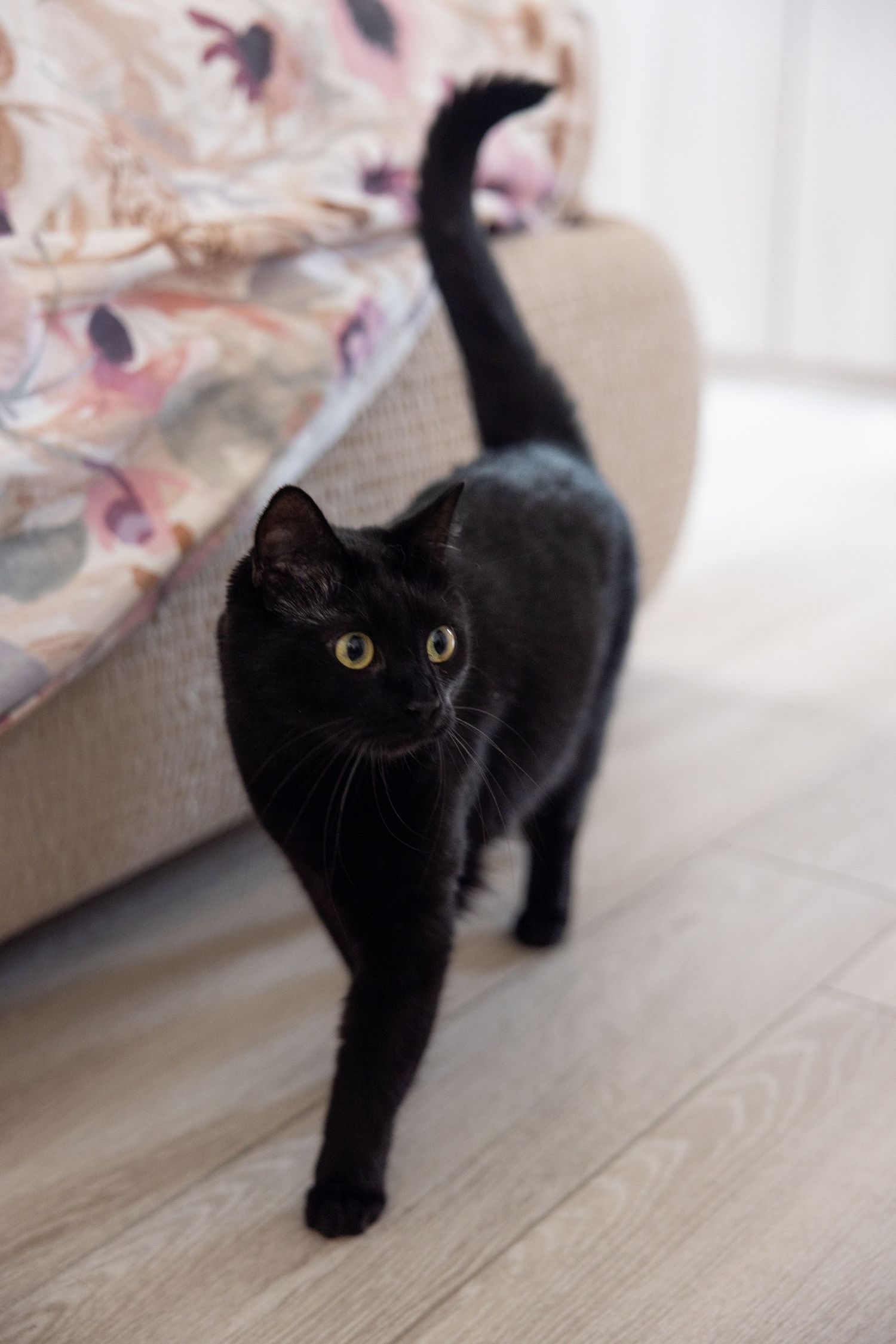 Curious black cat walking across a light wooden floor near floral decor.