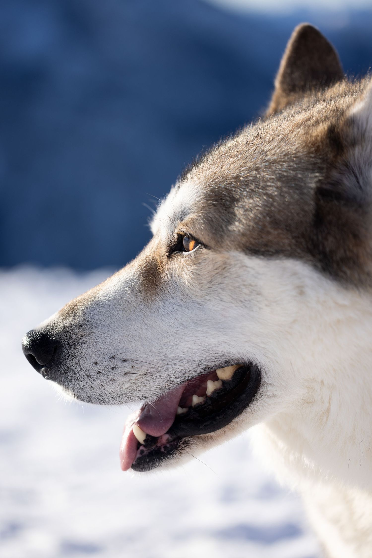 Close-up profile shots of a white wolf's face against a snowy winter background.