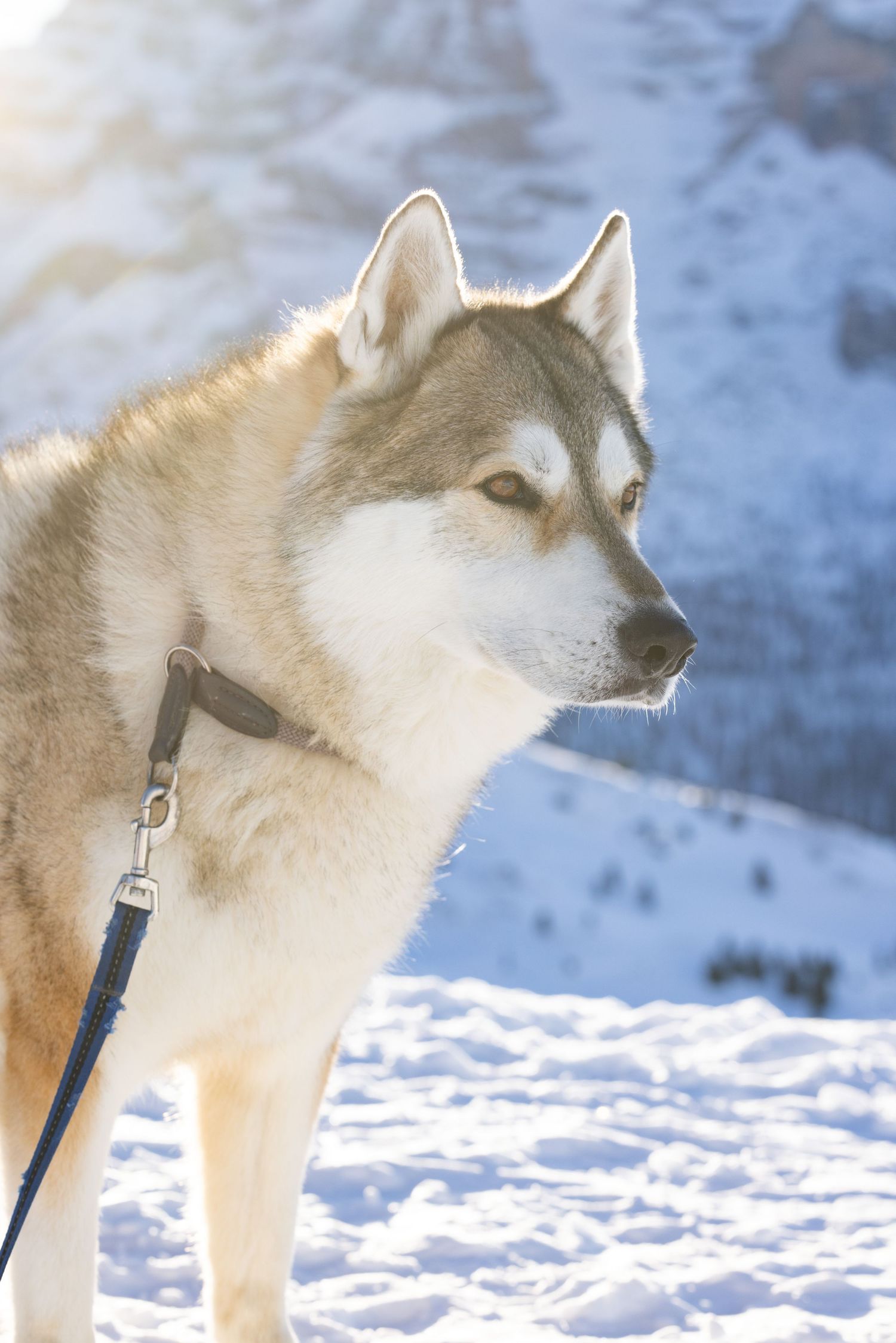 Majestic Husky dog with white and tan fur standing alert in snowy winter landscape.