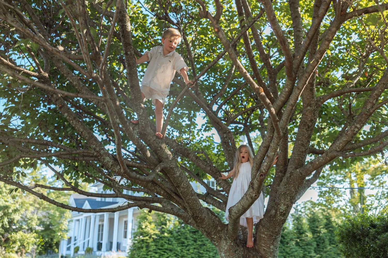 Two people climb a large tree in front of a white building on a sunny day.