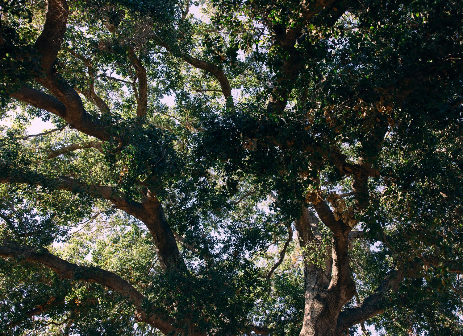 Sunlight filters through green tree canopy branches creating a natural pattern of light and shadows.