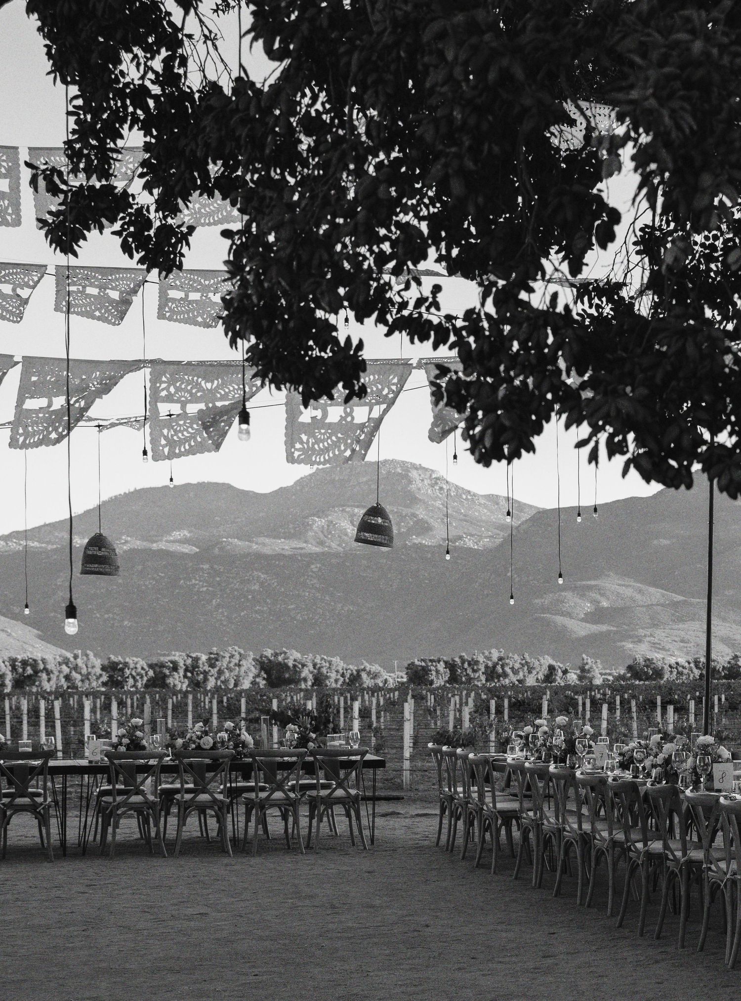 Black and white photo of an outdoor event setup with rows of empty chairs under decorative string banners and tree branches.