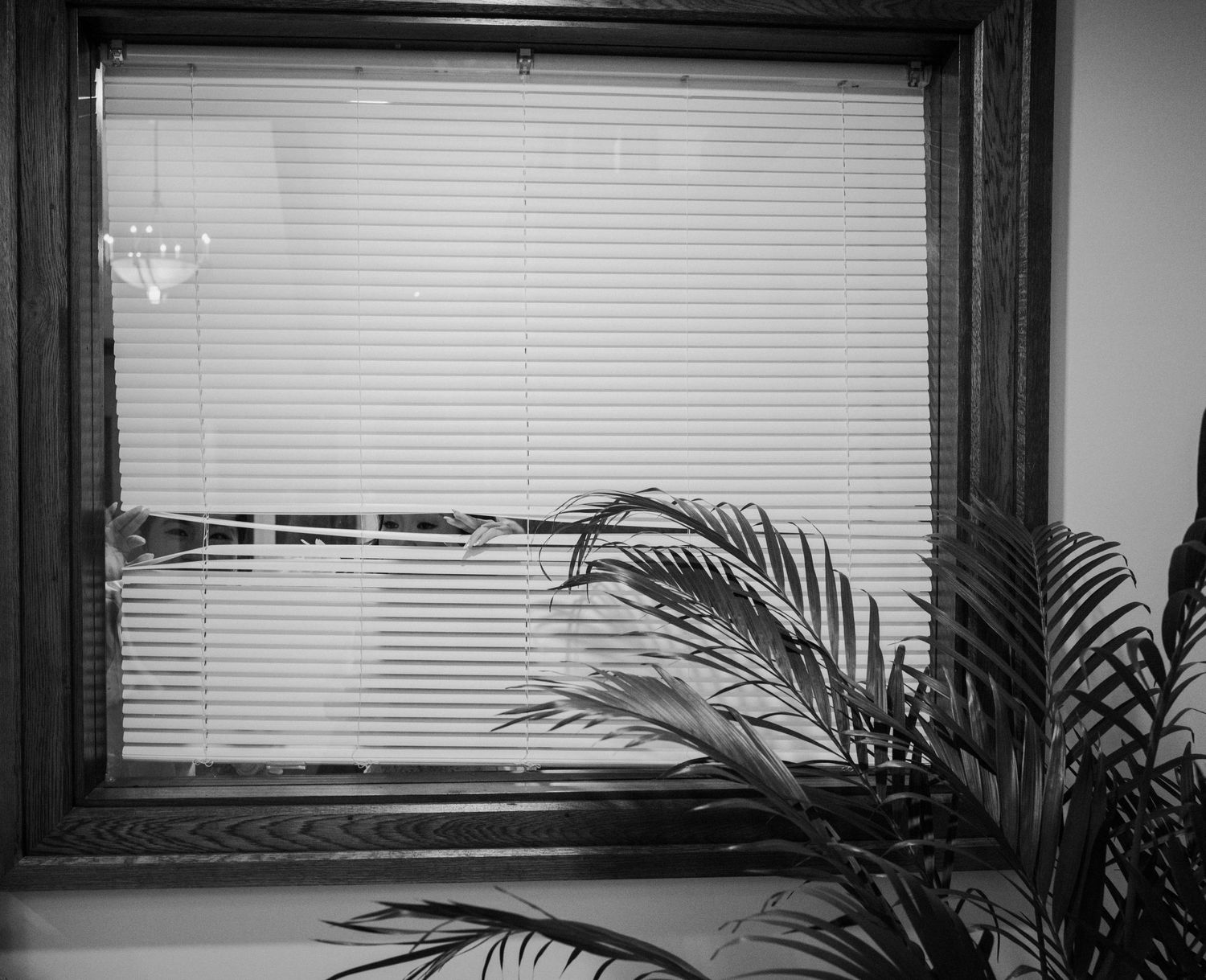 A minimalist interior space with dark window frames and tropical palm plants casting shadows against white blinds.