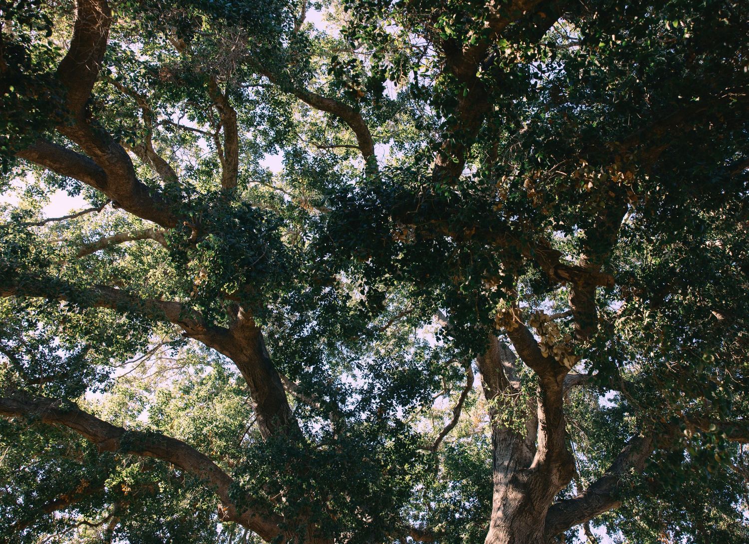 Looking up through a canopy of oak tree branches with sunlight filtering through the dense green foliage.