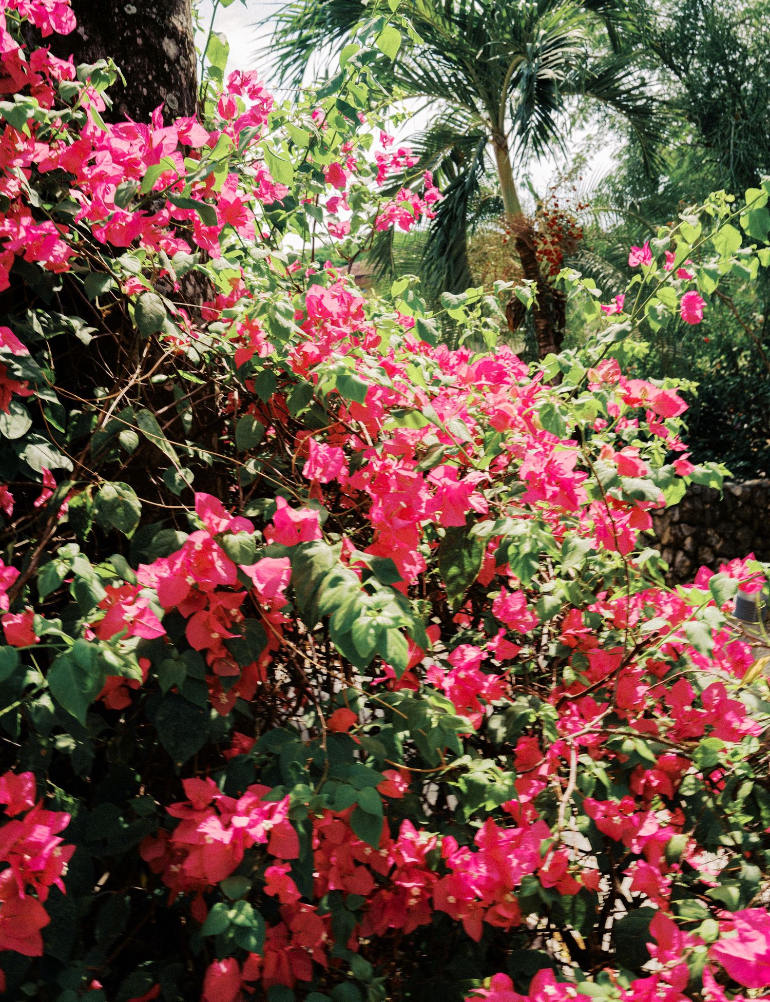Vibrant pink bougainvillea flowers bloom abundantly against lush green foliage in a tropical garden setting.
