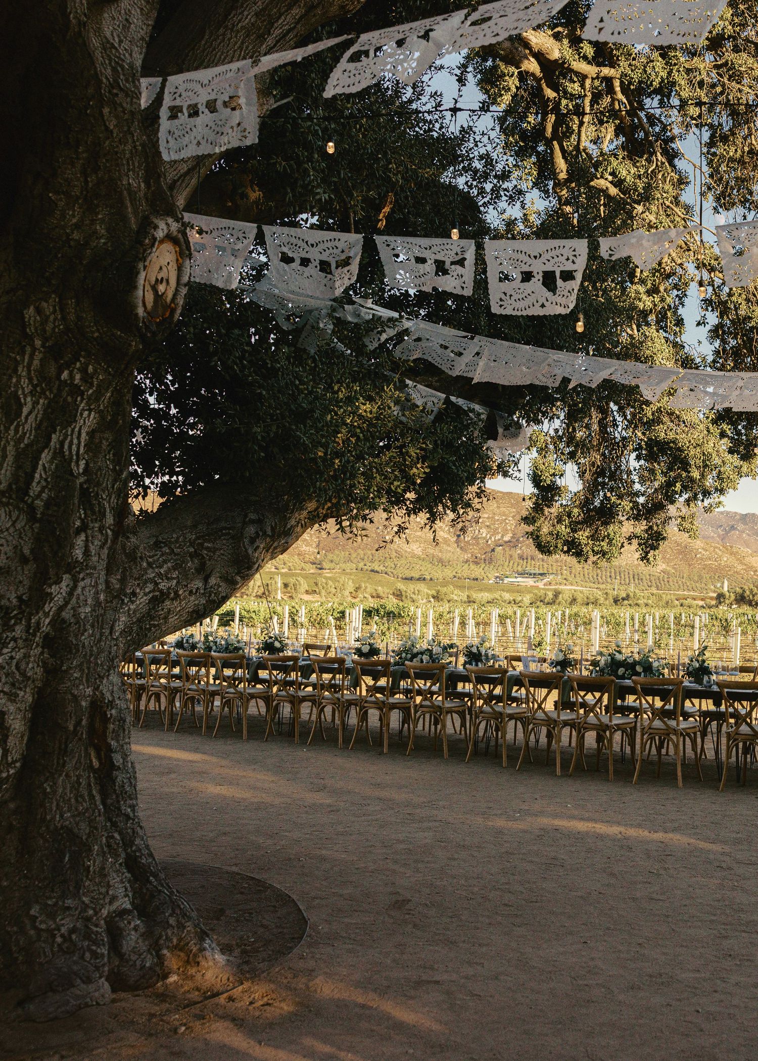 Rows of empty wooden chairs set up outdoors under trees for a rustic wedding ceremony at sunset.