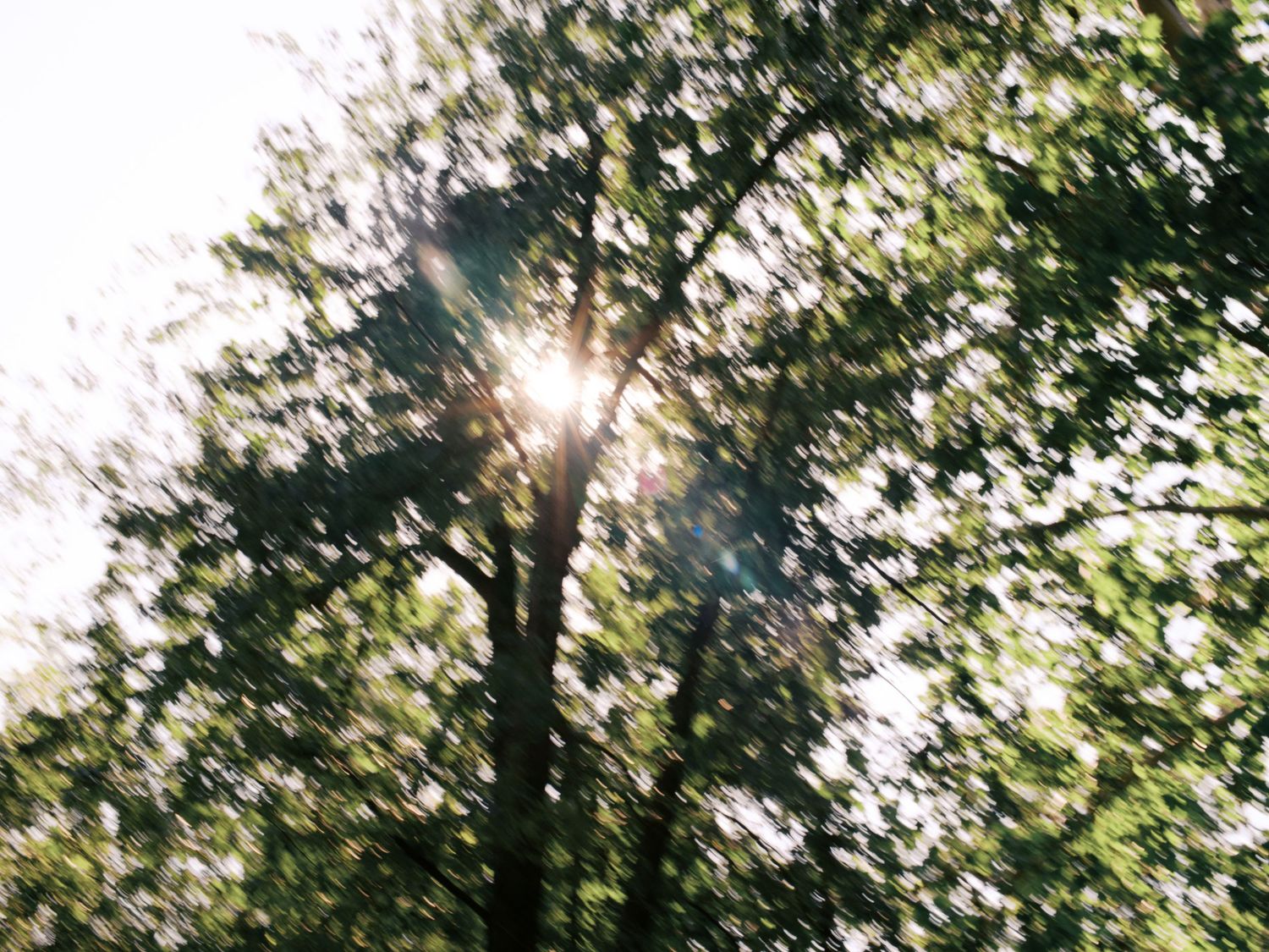 Sunlight filters through tree branches creating a dreamy natural backdrop.