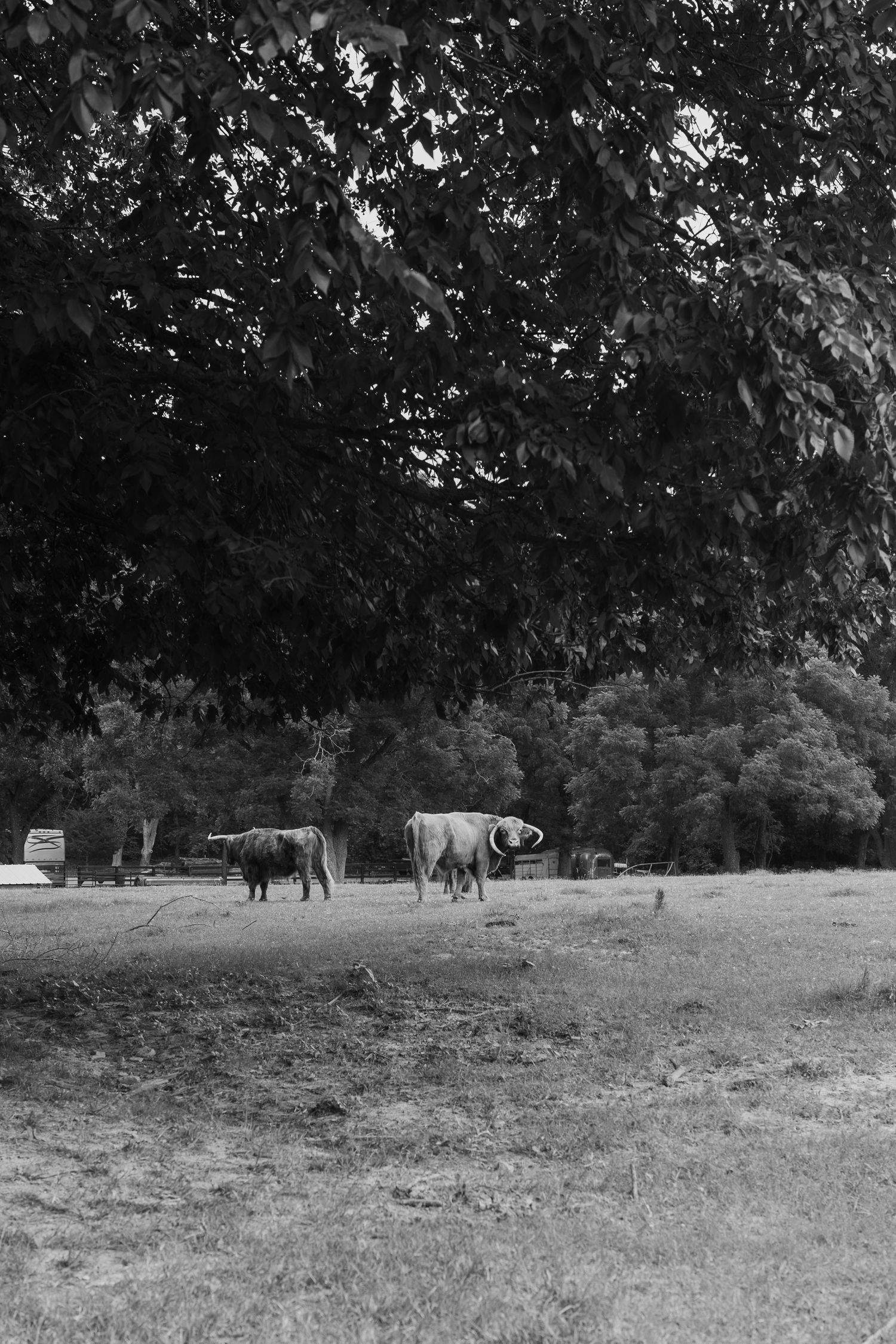 Black and white photograph of horses grazing in a pastoral field with trees in the background.
