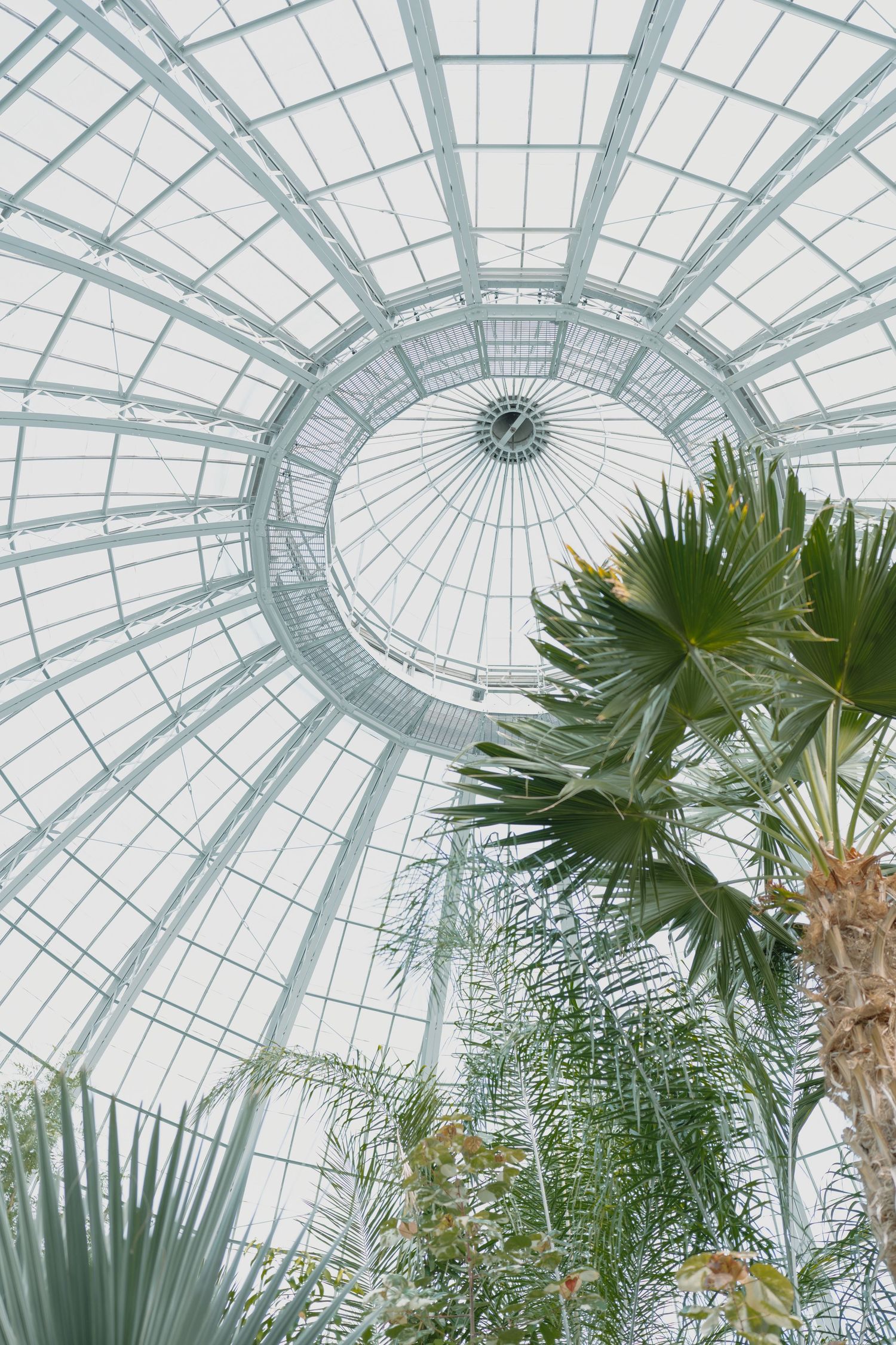 Interior view of a glass conservatory dome with palm trees and tropical plants beneath.