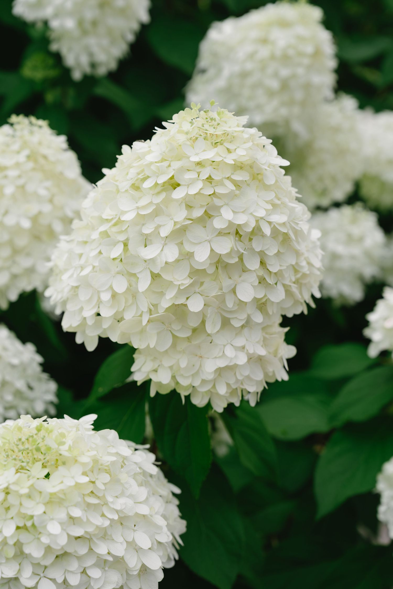 Lush white hydrangea blooms with rounded clusters of delicate petals against dark green foliage in a garden.