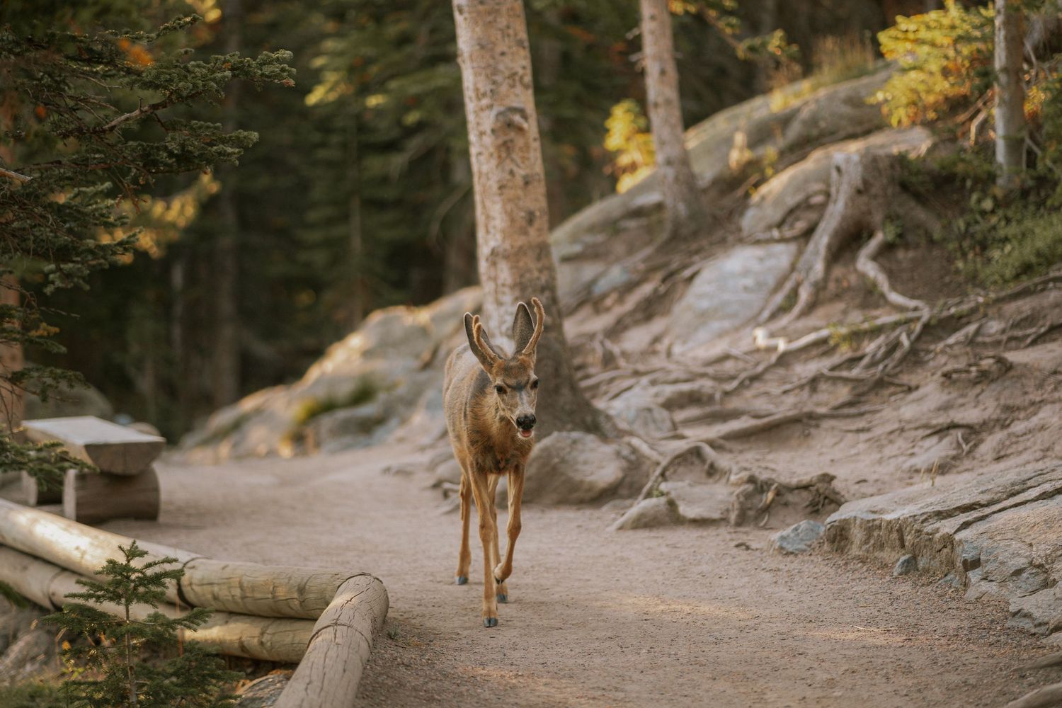 Rocky mountain trail through pine forest with wildlife visible in natural habitat.