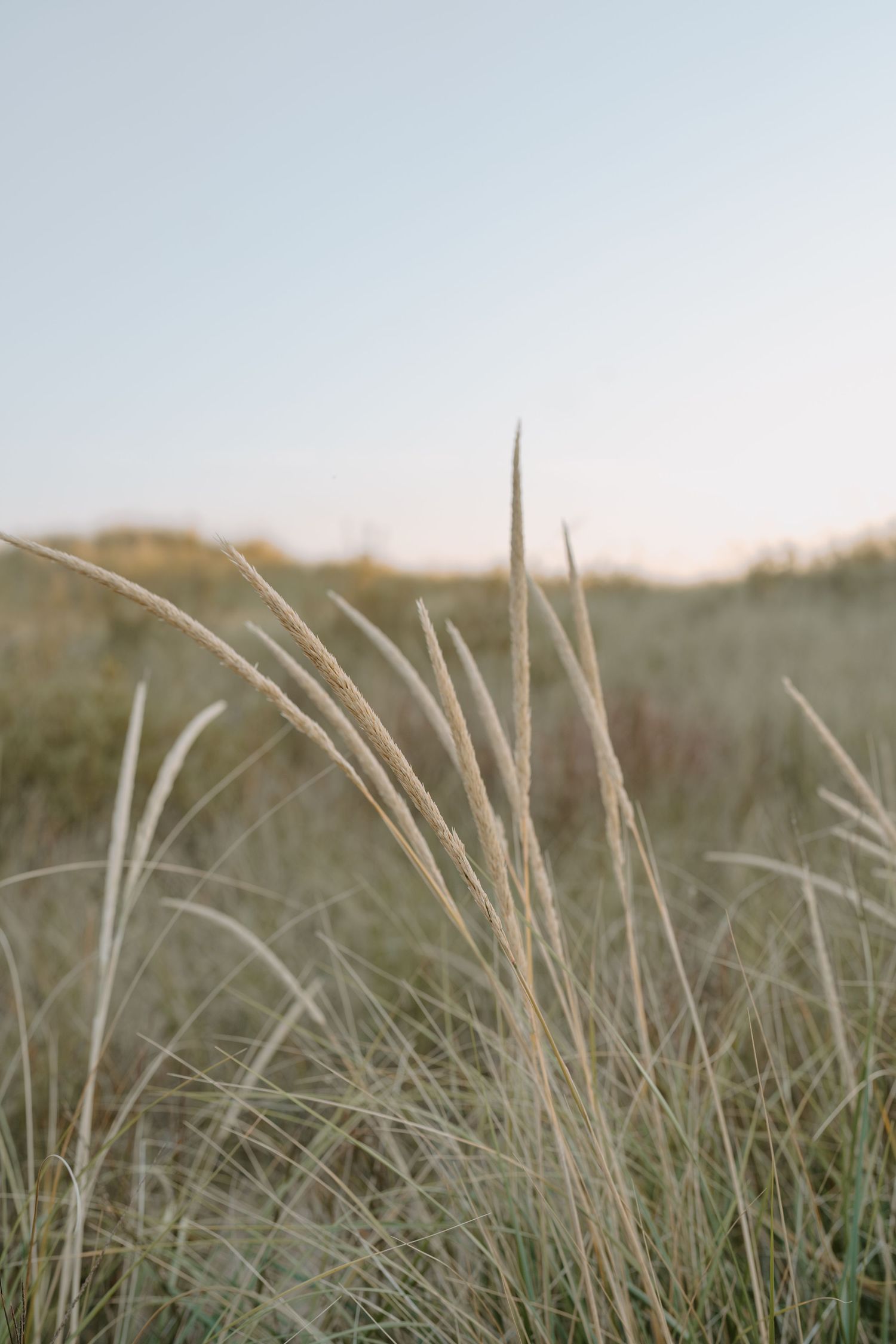 Coastal dune grass swaying in the breeze against a soft blue sky.