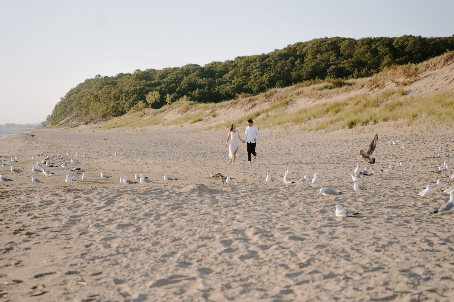 A couple walks along a sandy beach with seagulls scattered around them and cliffs in the background.