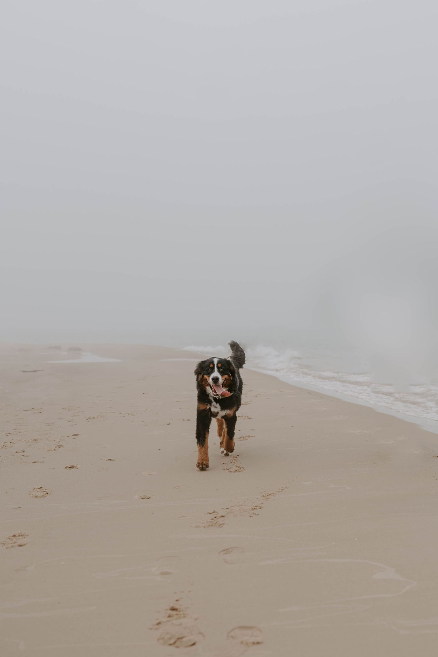 Bernese Mountain Dog running happily along a misty beach shoreline.