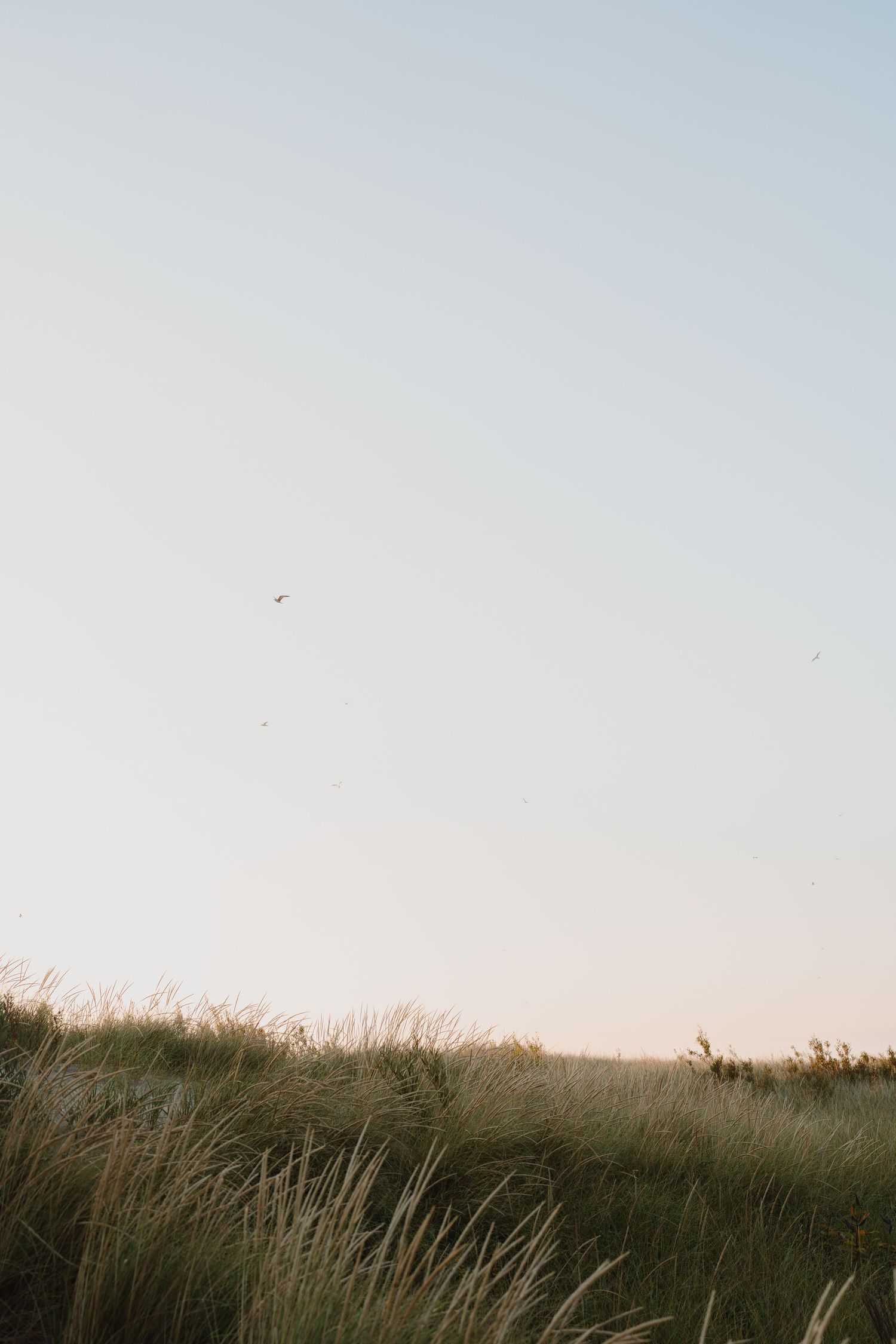 Serene coastal landscape with tall beach grass against a pale blue sky.