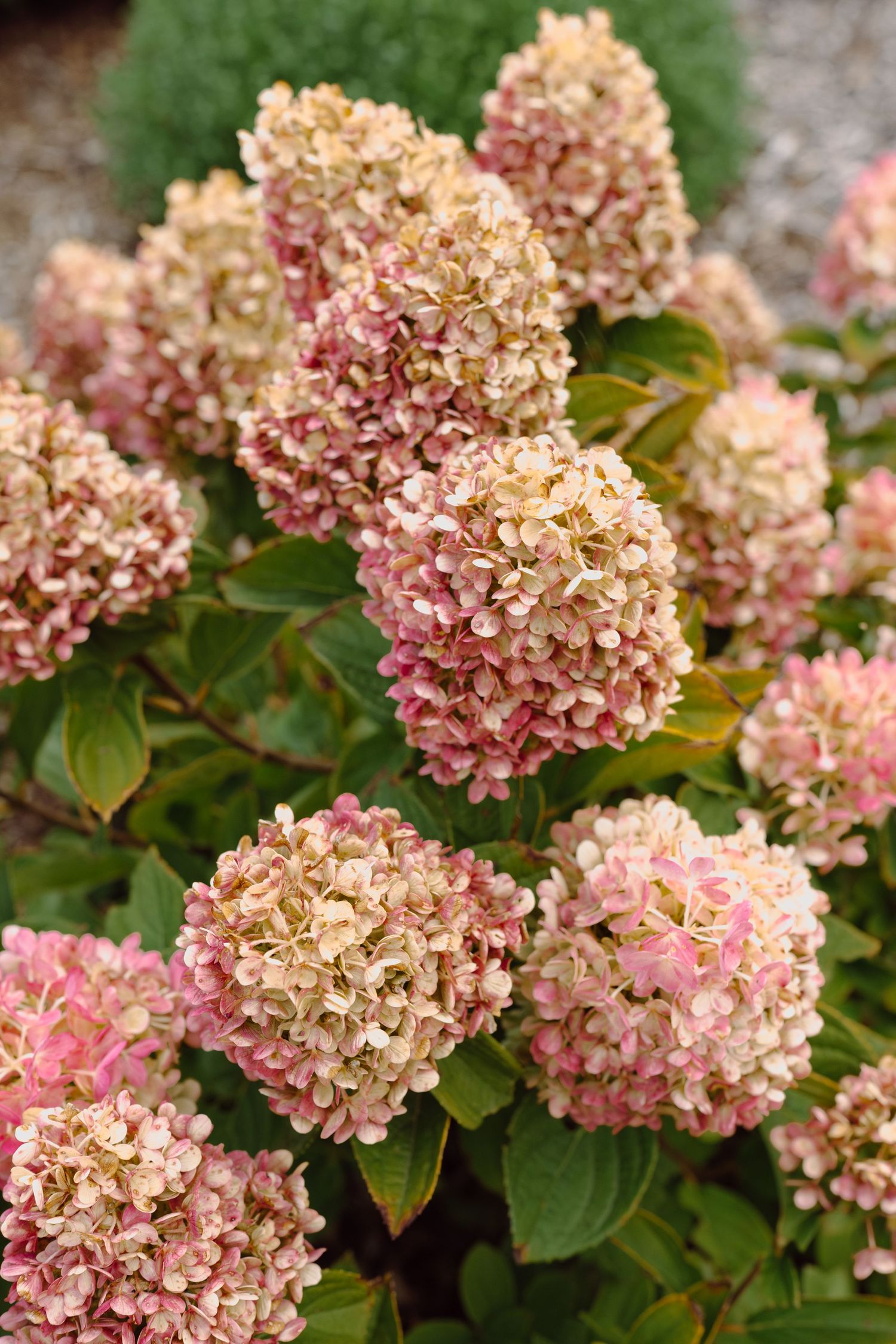 Close-up of pink and cream hydrangea flowers in full bloom.