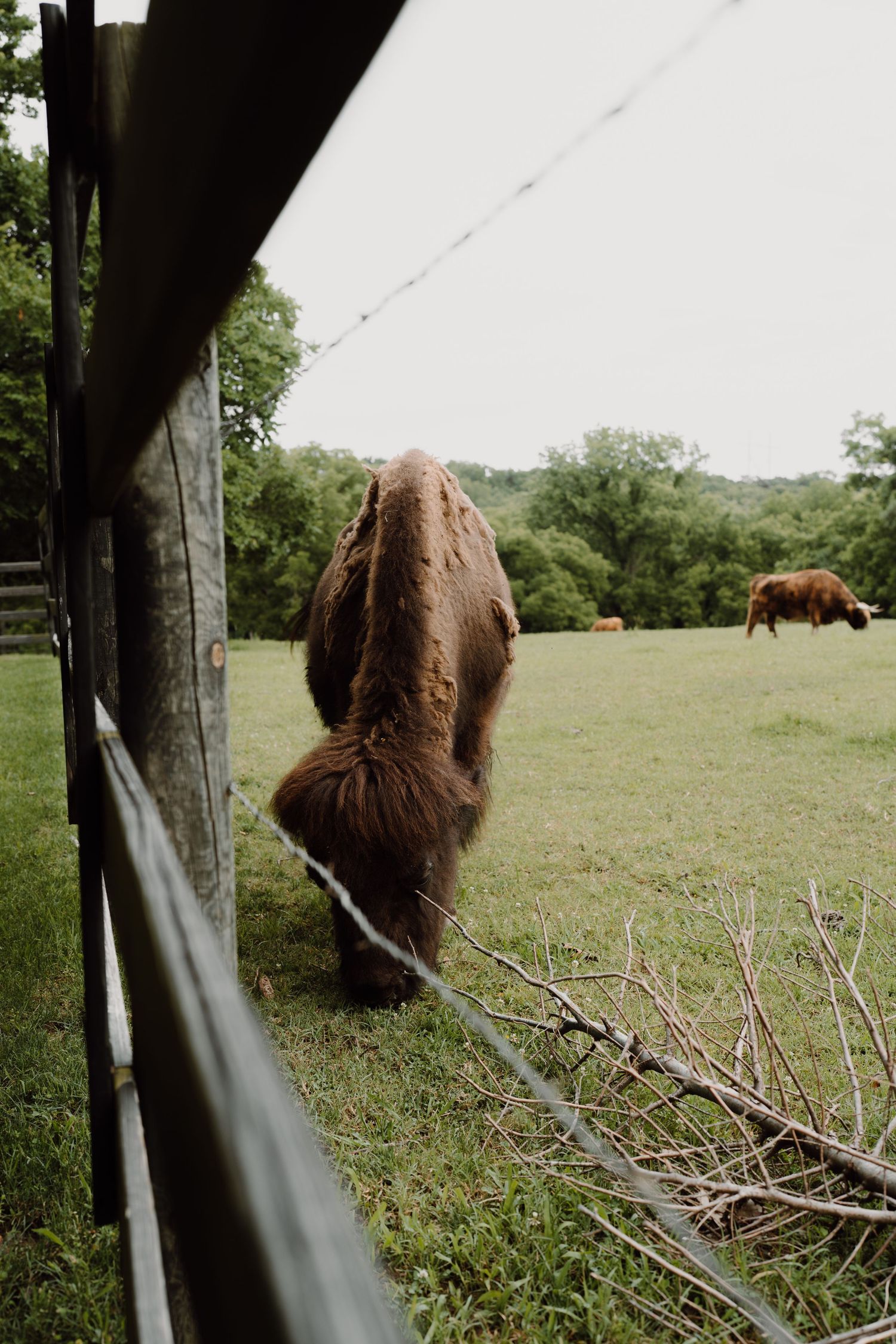 Highland cattle grazing in a pastoral field viewed through a wooden fence frame.
