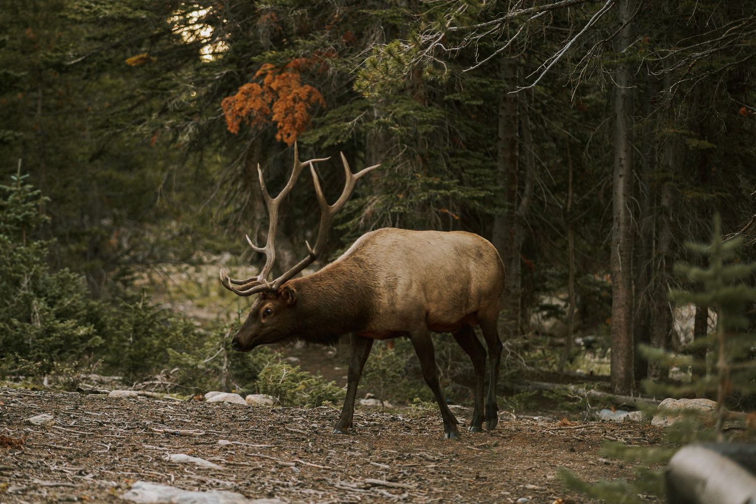 Large bull elk with impressive antlers stands in a dark forest setting.