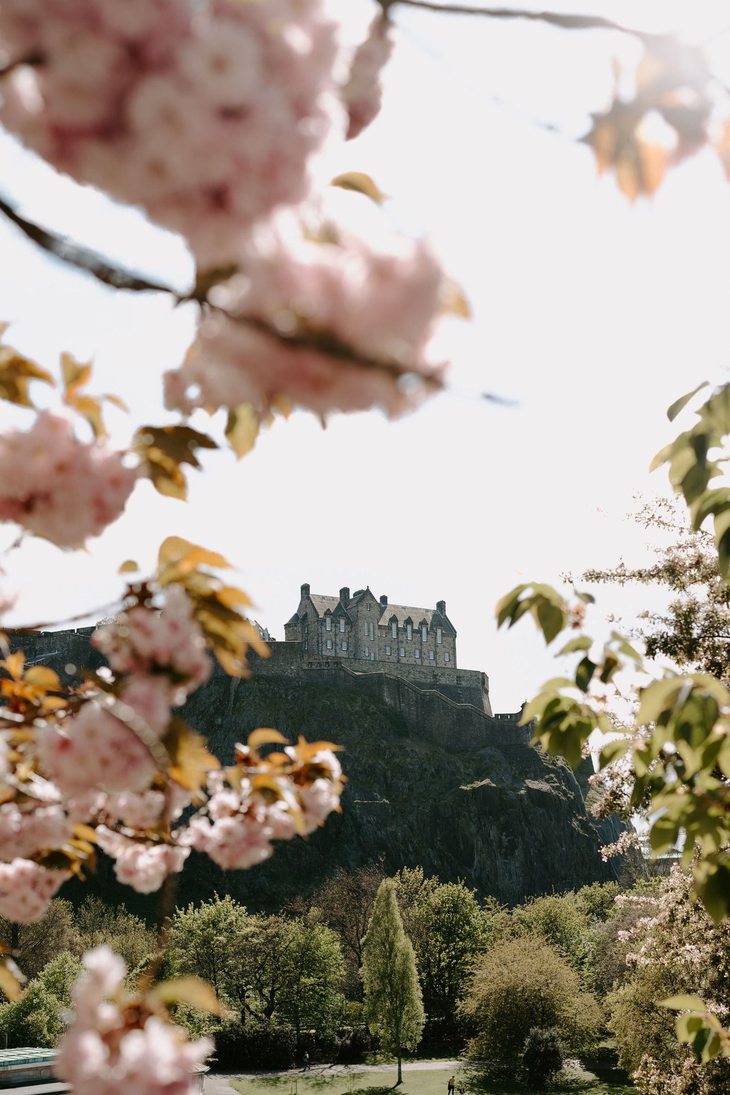 Edinburgh Castle sits majestically atop a hill framed by delicate pink cherry blossoms.