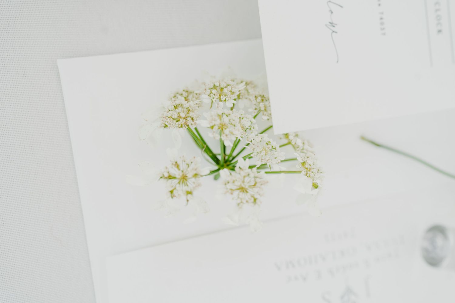Delicate white floral wedding invitation suite with minimalist botanical illustrations.