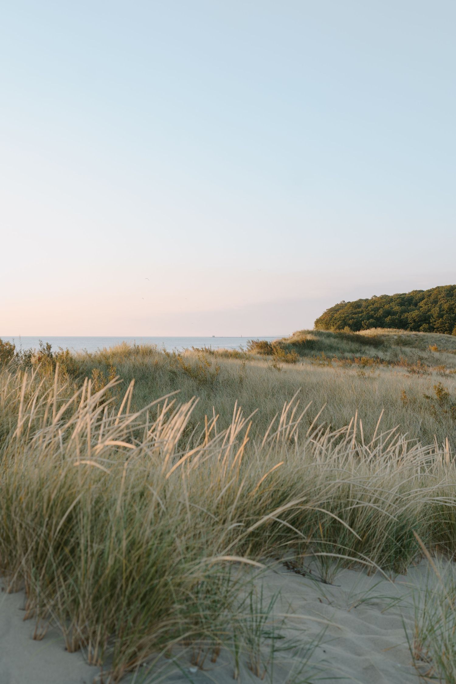 Beach dunes with tall grass swaying in the wind at sunset with trees in the background.