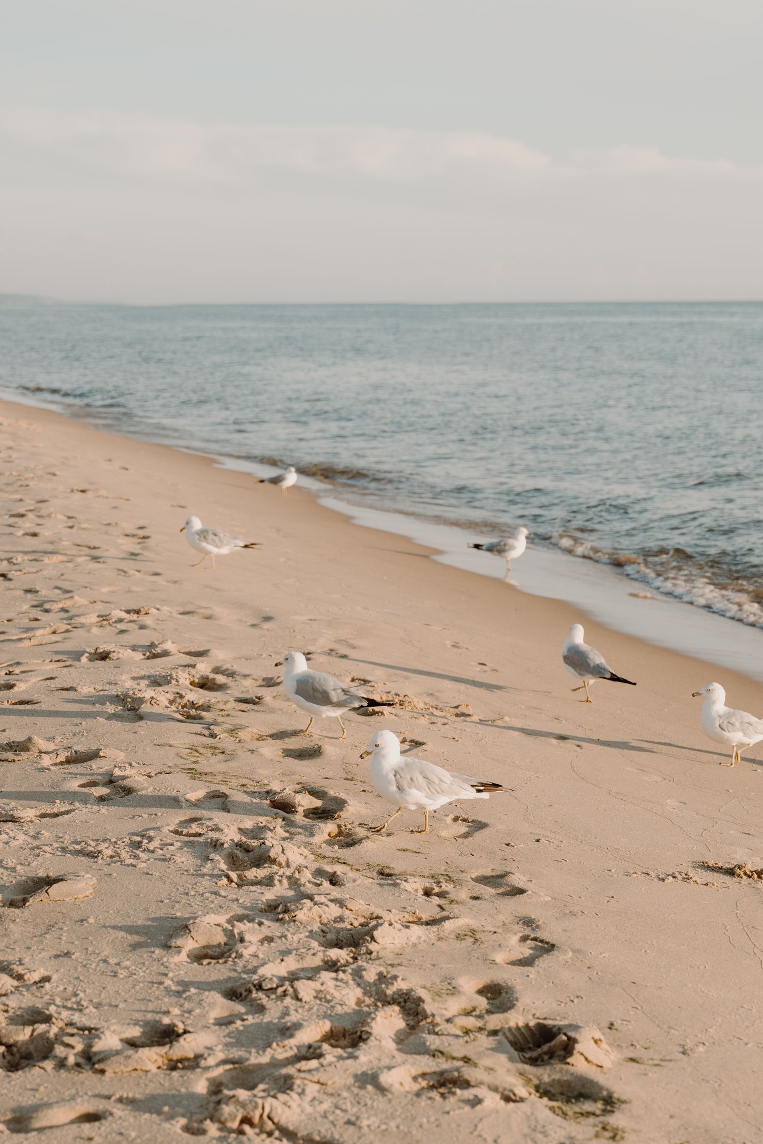 Seagulls gather on a peaceful beach shoreline at sunset.