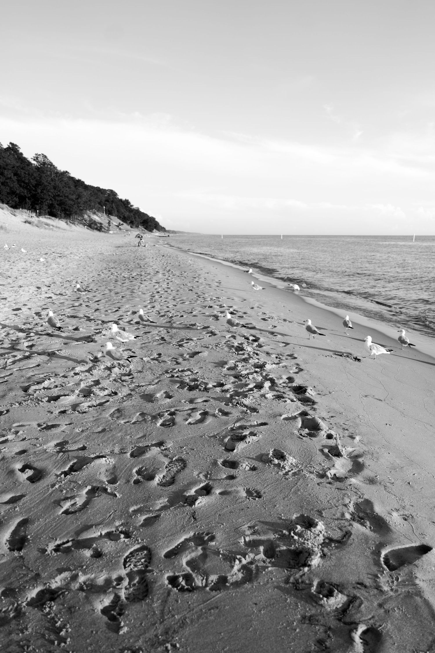 Black and white landscape of a beach with footprints and seagulls.