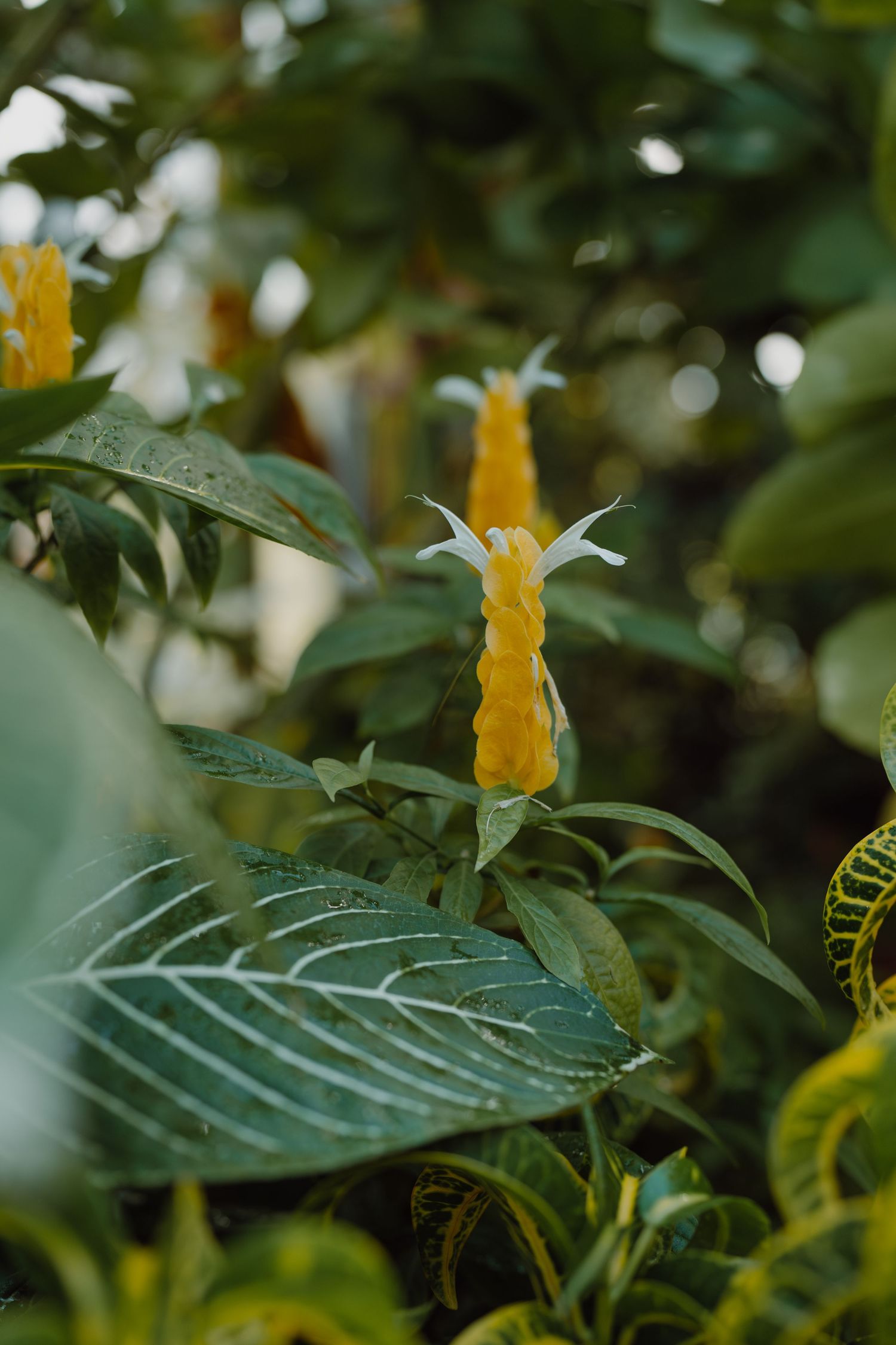 Close-up of yellow tropical flowers and large green leaves in a botanical garden setting.