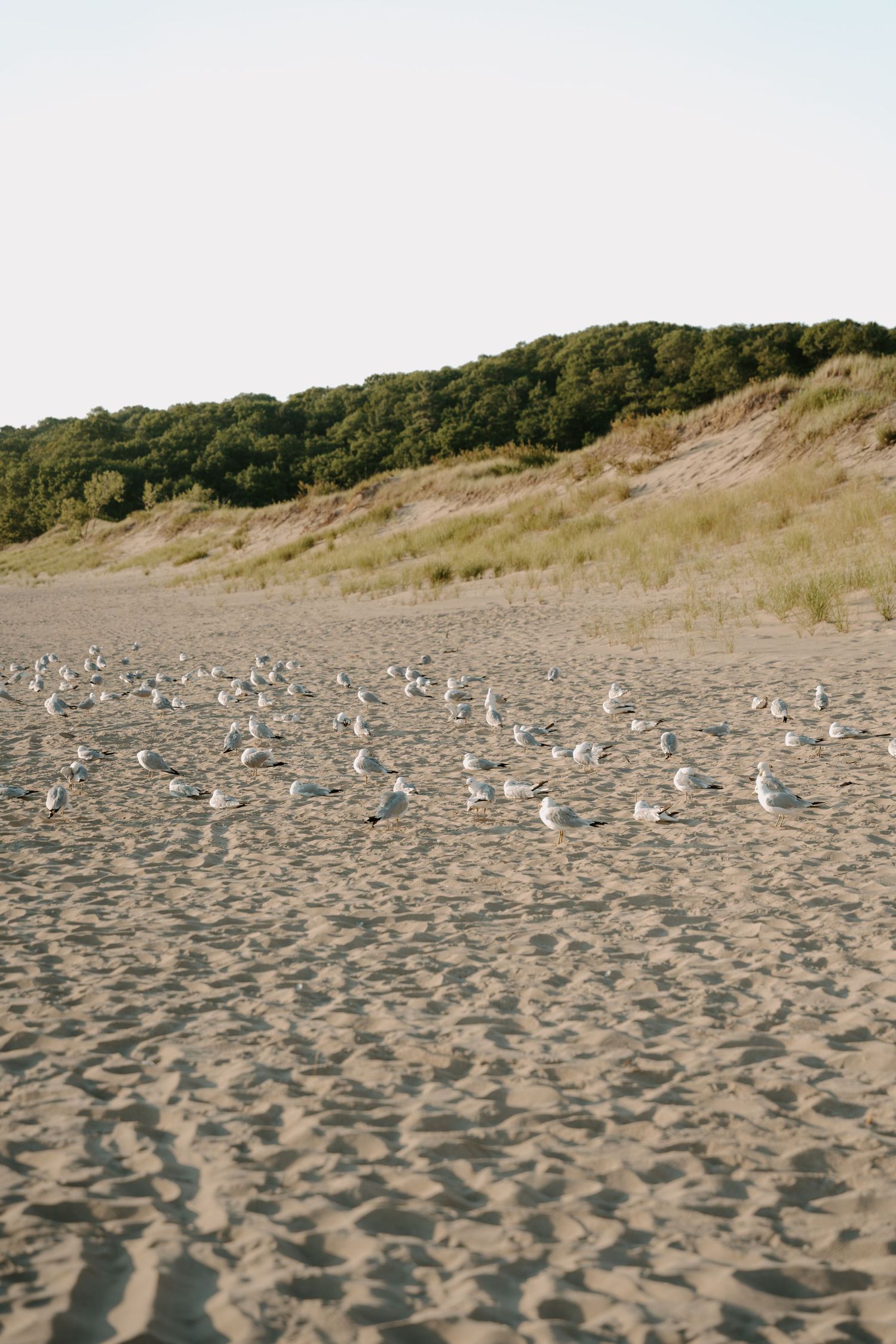 Seagulls gathered on a sandy beach with dunes and forest in the background.