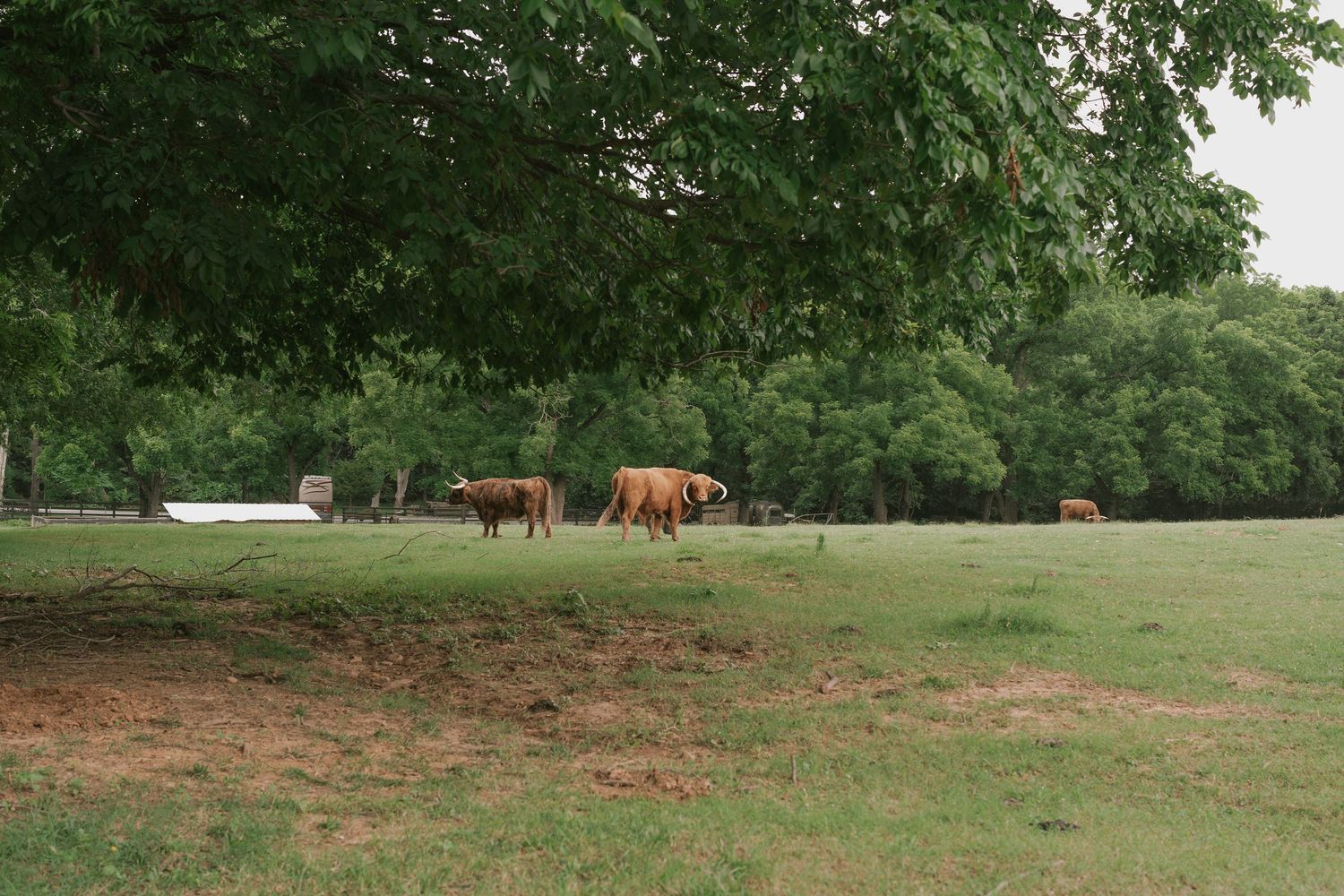 Panoramic view of a grassy field with trees in the background.