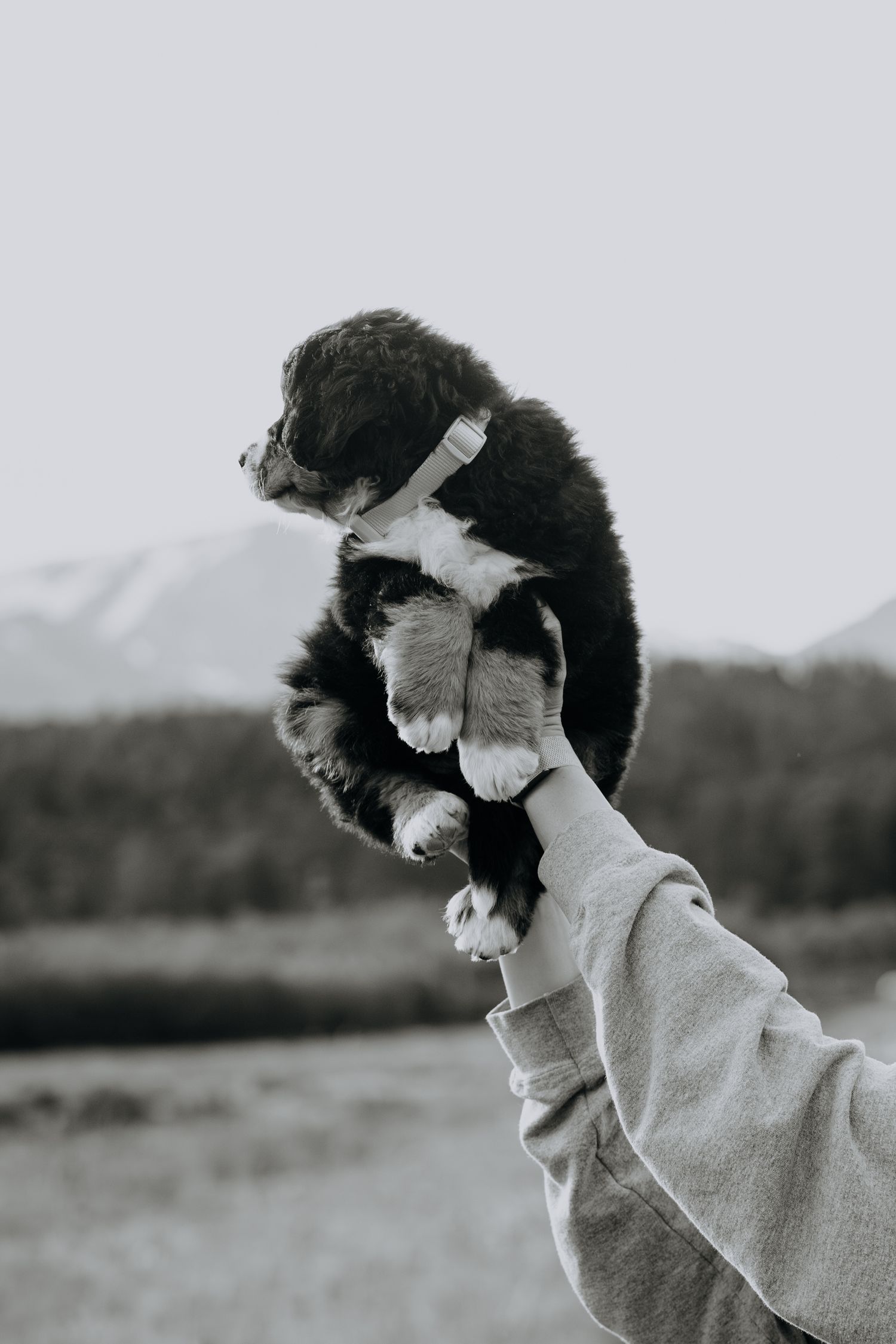 Black and white portrait of a Bernedoodle puppy wearing a bow against a light background.