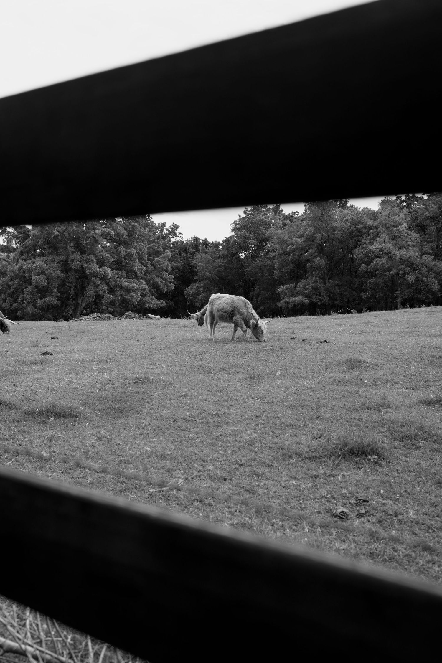 Black and white landscape view through a window frame showing grazing animals in a distant field.