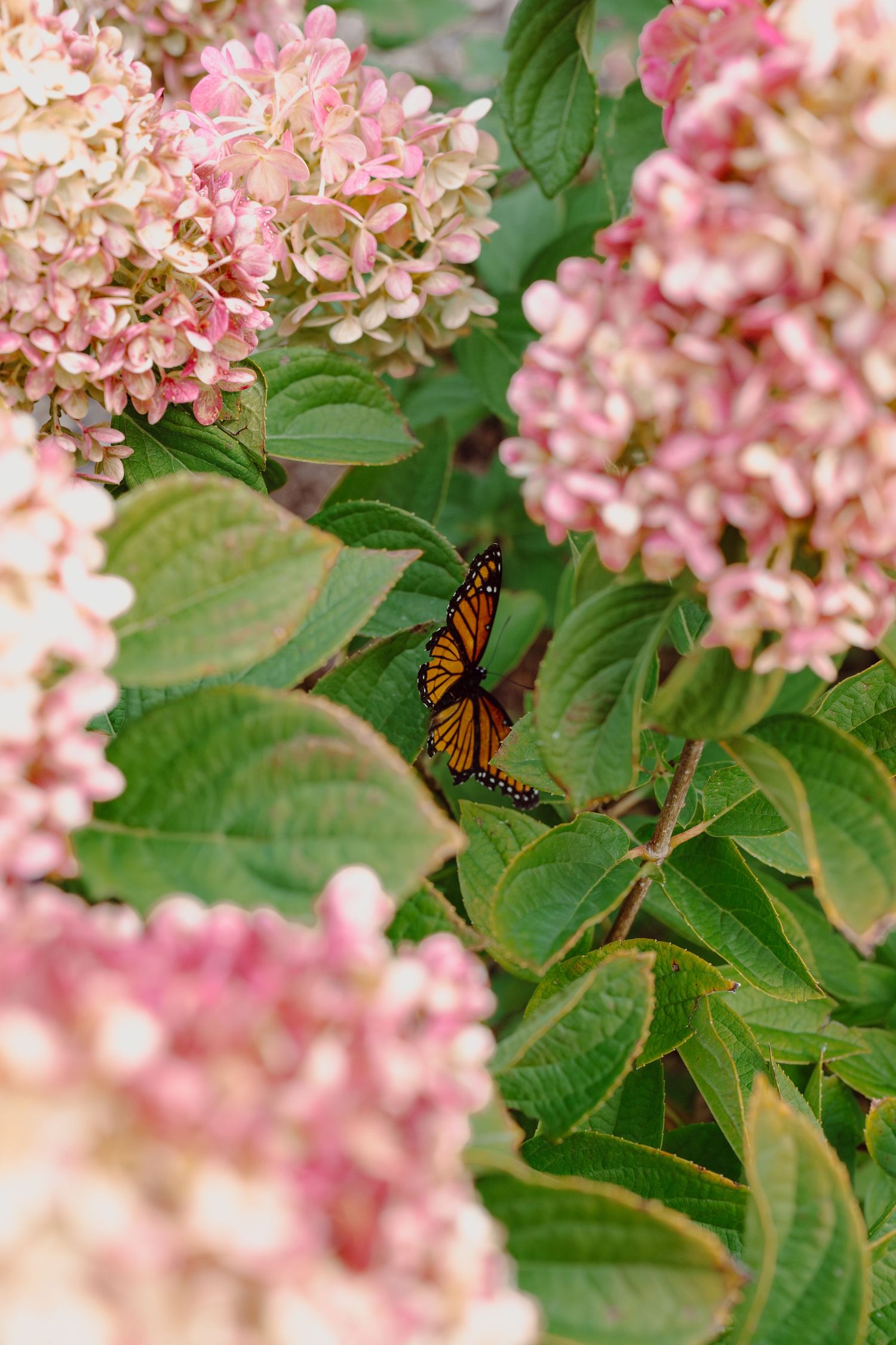 Monarch butterflies perched on pink hydrangea blooms with green foliage.